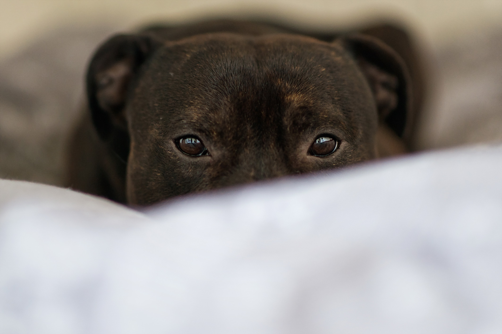 Baixar papel de parede para celular de Animais, Cães, Cão, Focinho, Olhar Fixamente gratuito.