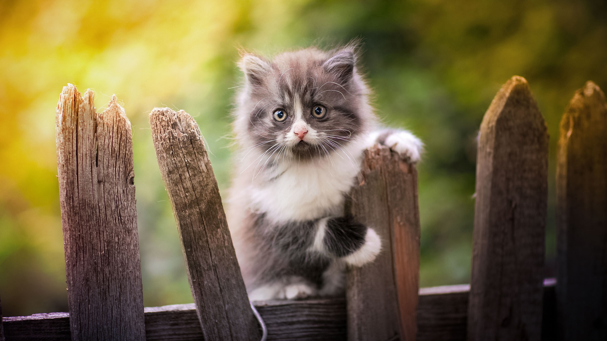 Free download wallpaper Cats, Cat, Kitten, Animal, Baby Animal on your PC desktop