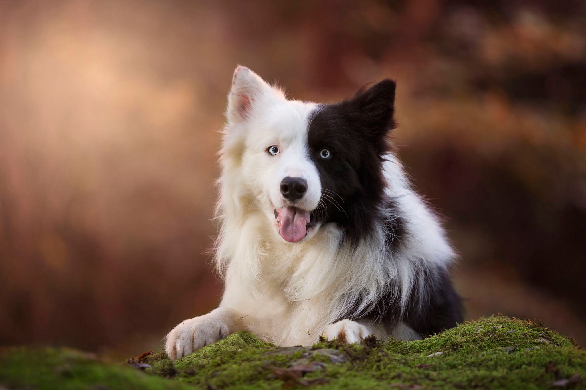 Handy-Wallpaper Tiere, Hunde, Hund, Border Collie kostenlos herunterladen.