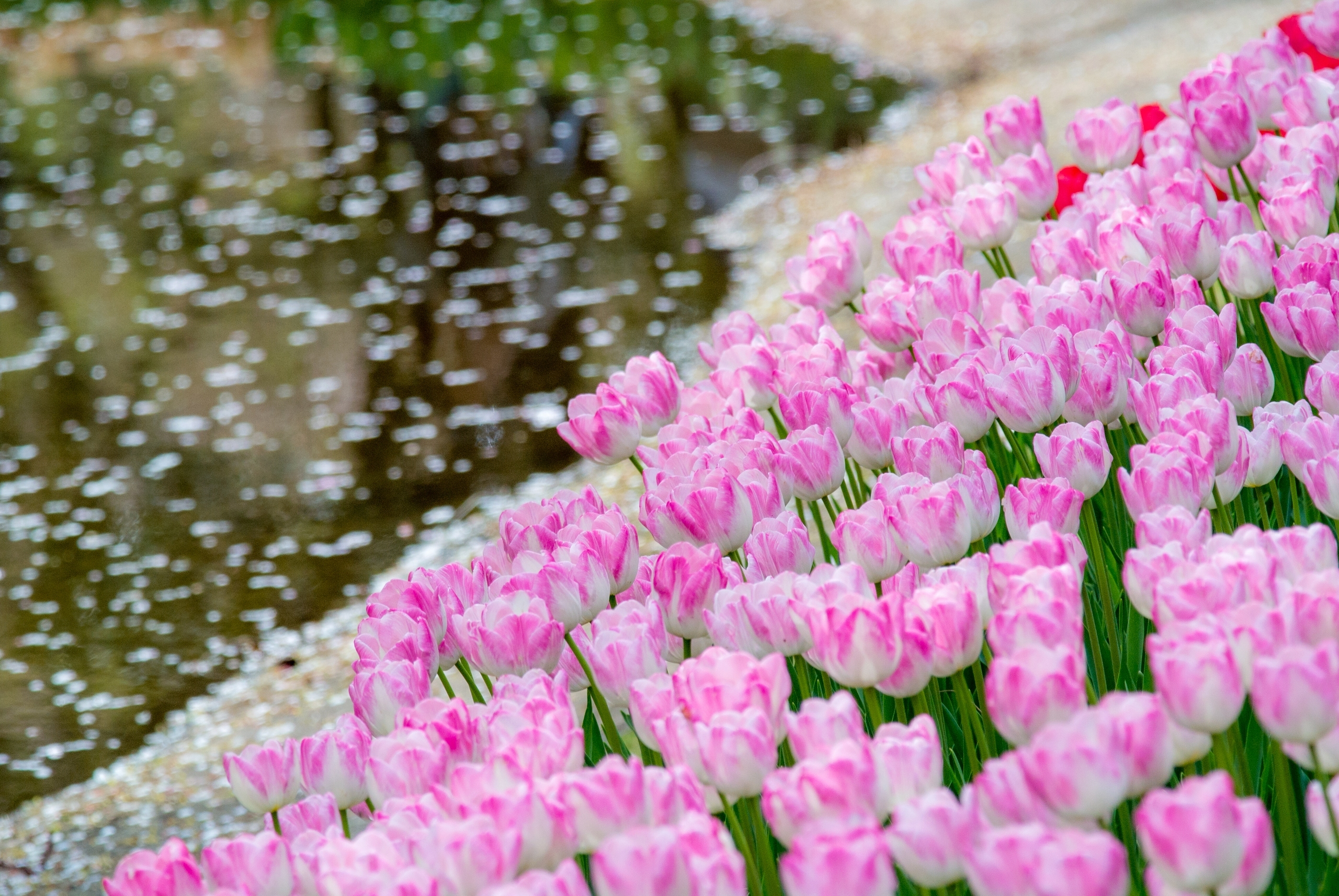Download mobile wallpaper Flowers, Flower, Earth, Tulip, Pink Flower, Depth Of Field for free.