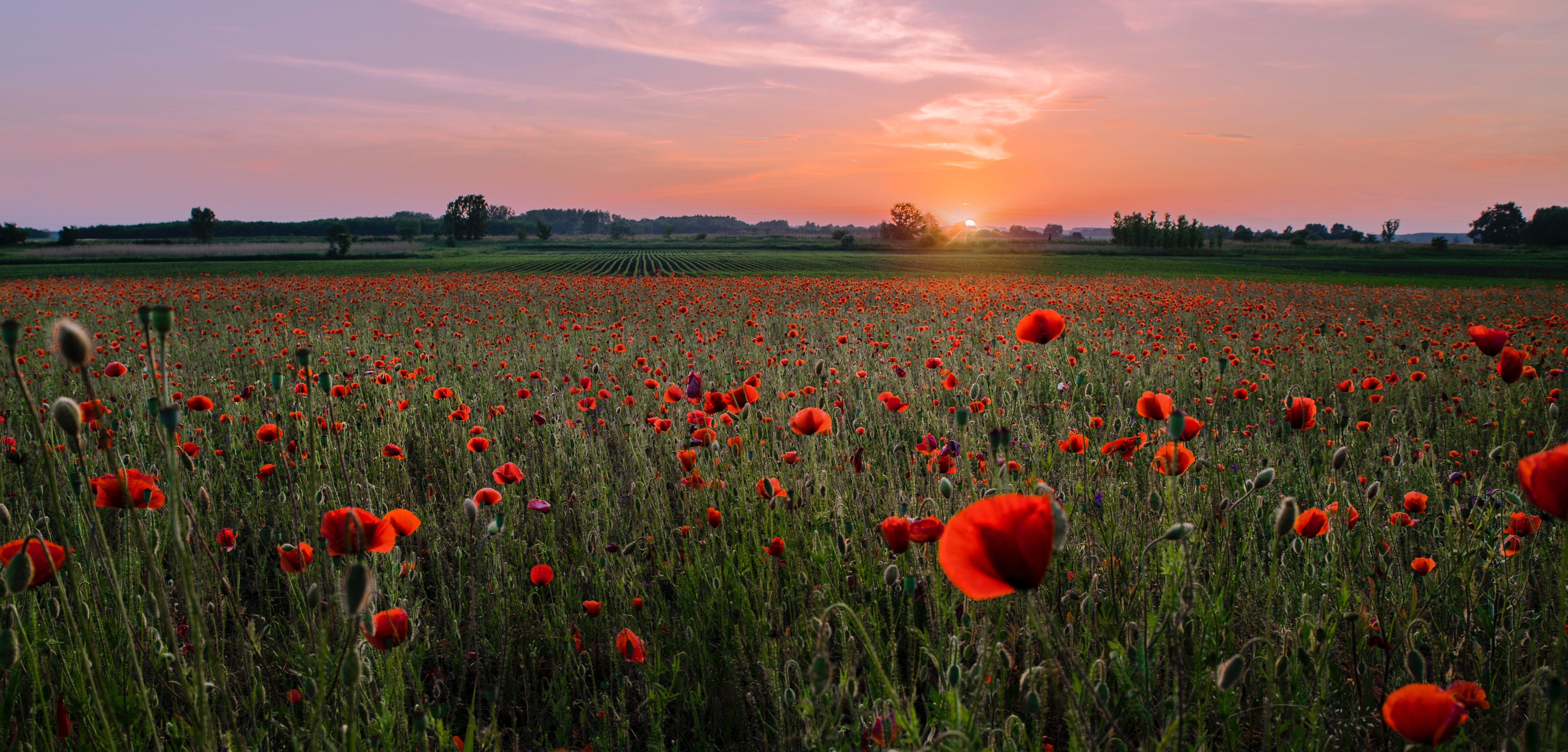 Free download wallpaper Poppies, Horizon, Sunset, Flowering, Field, Nature, Bloom on your PC desktop