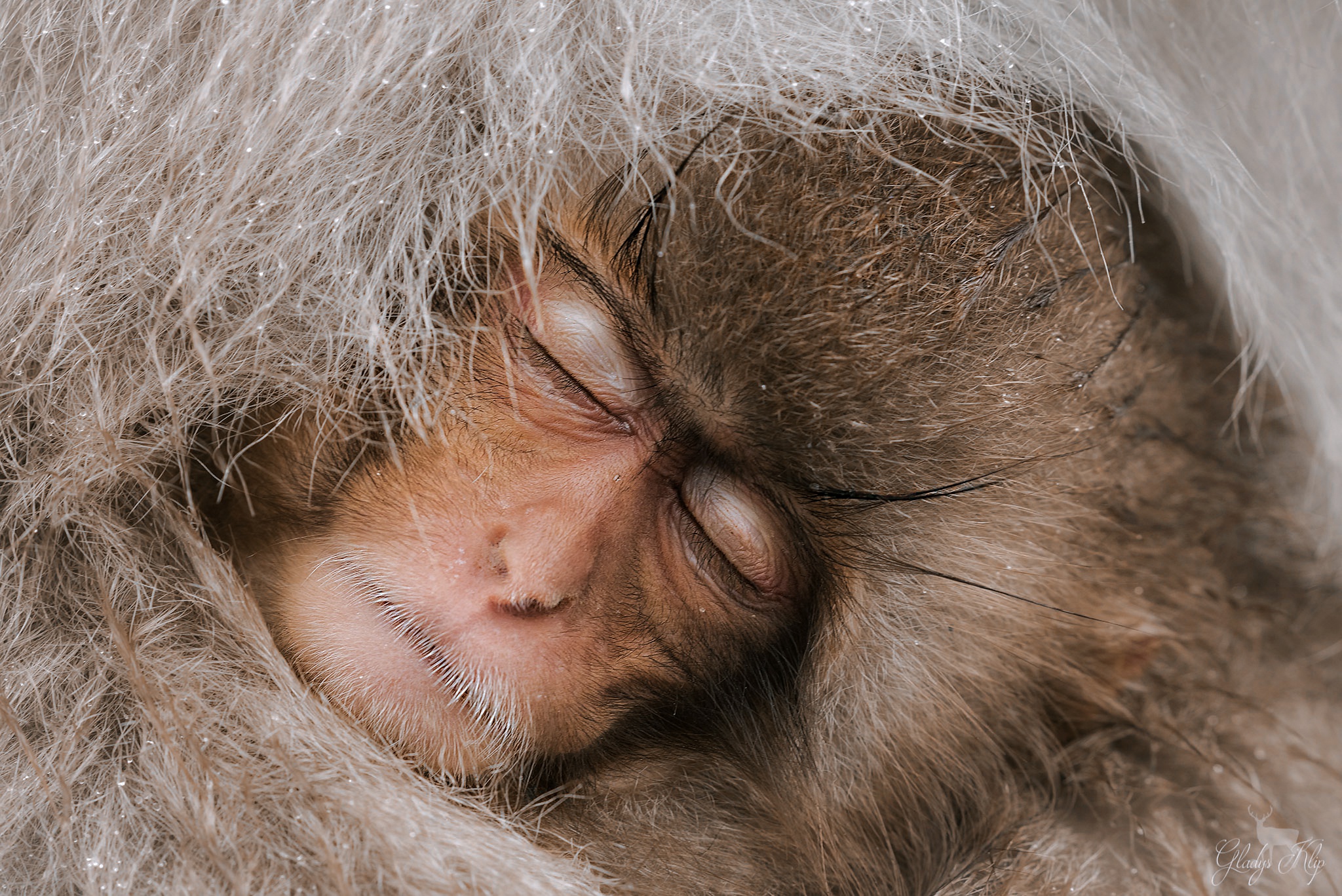 PCデスクトップに動物, サル, 猿, 赤ちゃん動物画像を無料でダウンロード