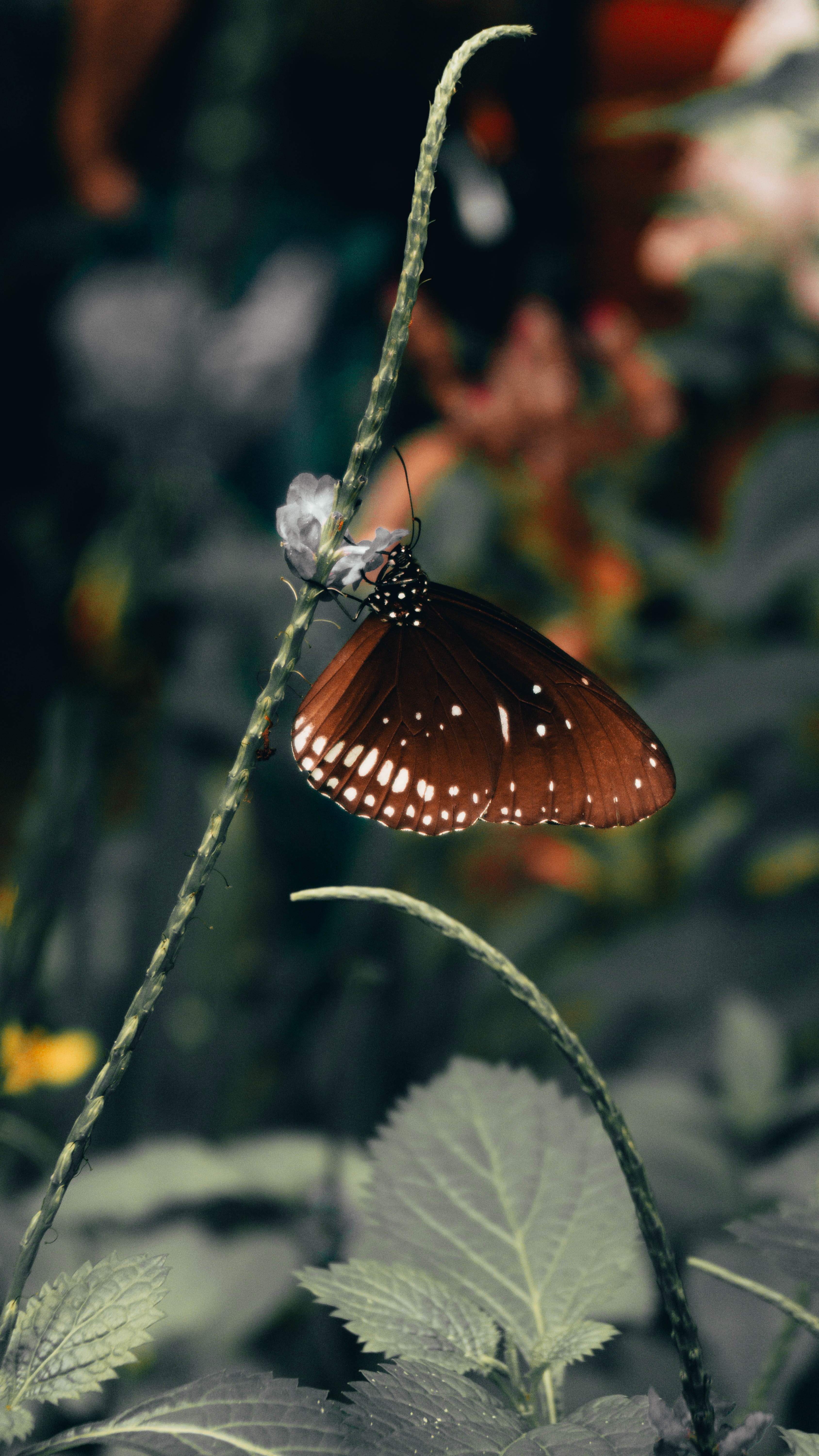 Download mobile wallpaper Beautiful, Animals, Leaves, Wings, Pattern, Butterfly for free.