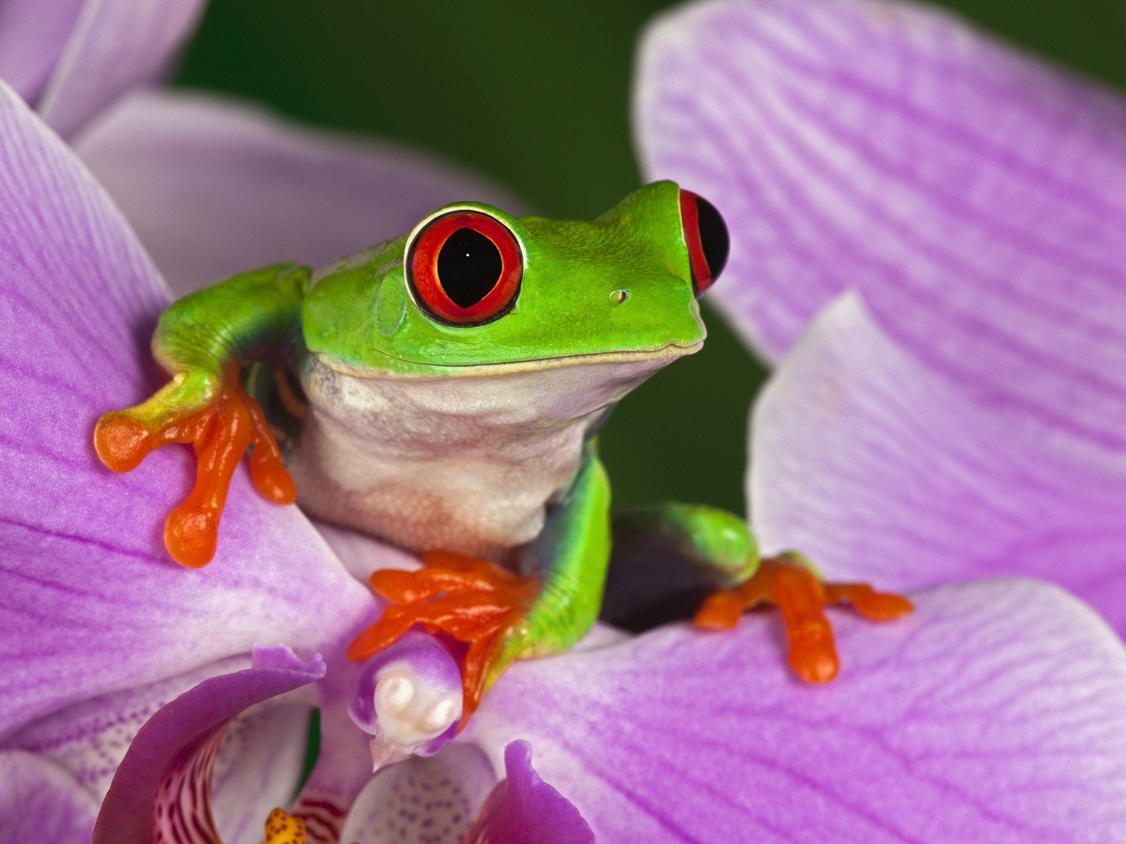 Download mobile wallpaper Red Eyed Tree Frog, Frogs, Frog, Animal for free.