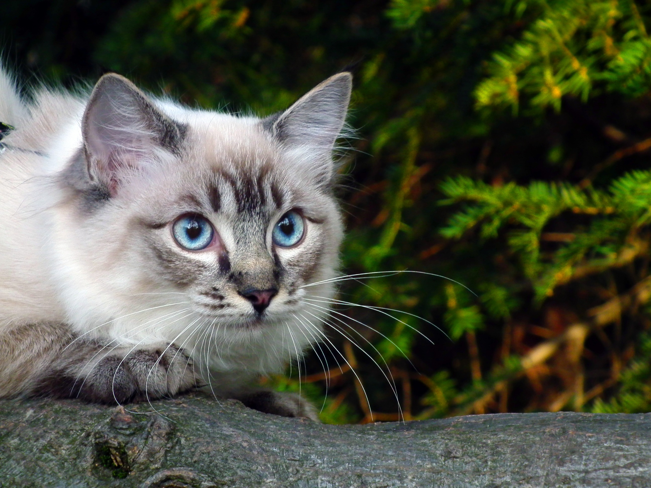 PCデスクトップに動物, ネコ, 猫画像を無料でダウンロード