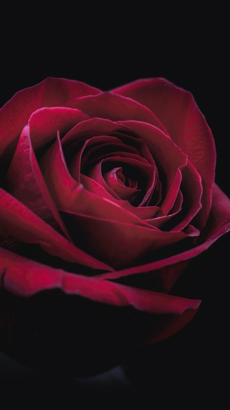 Download mobile wallpaper Flowers, Flower, Rose, Earth, Red Rose for free.