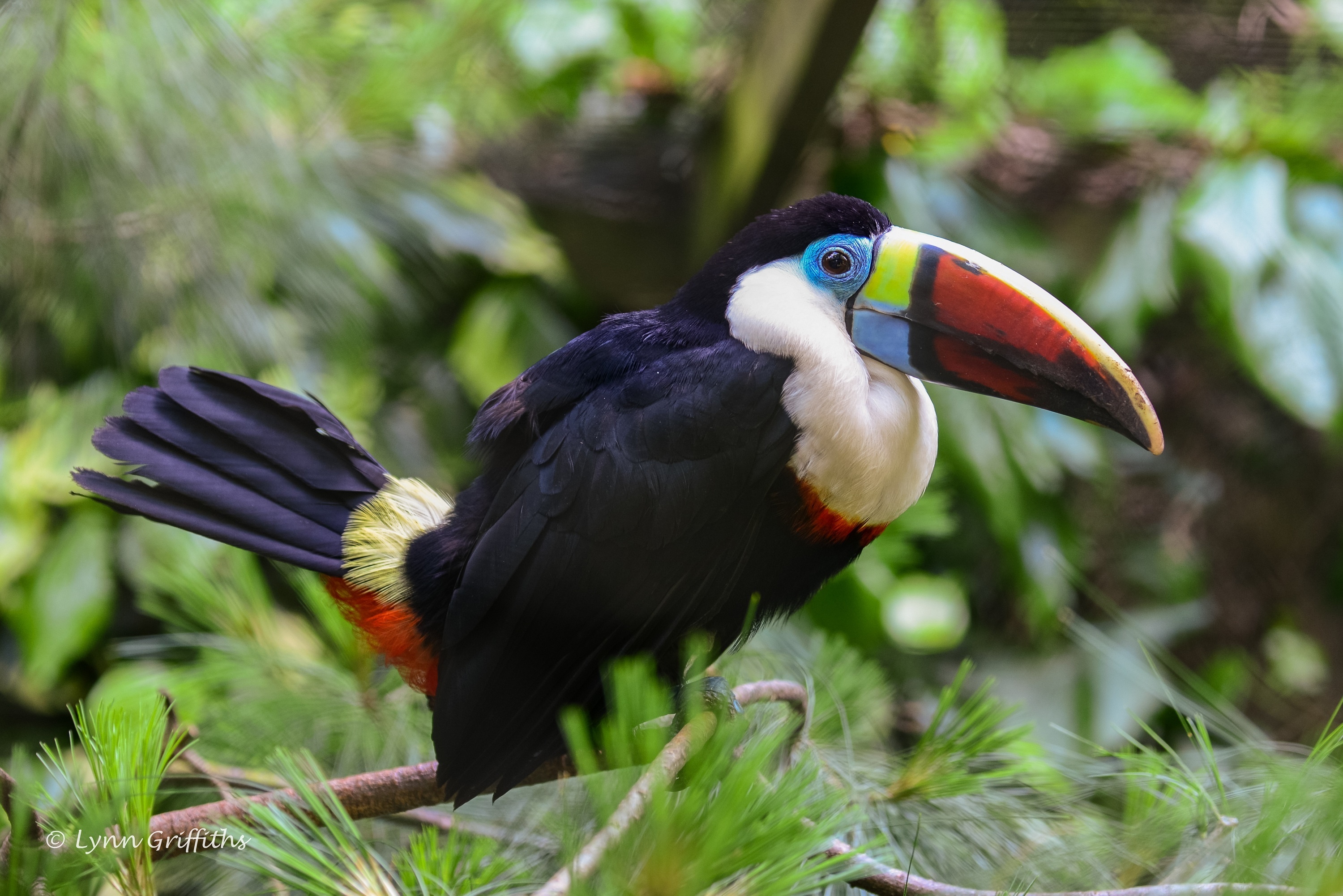 animals, feather, bird, beak, toucan, thickets, thicket
