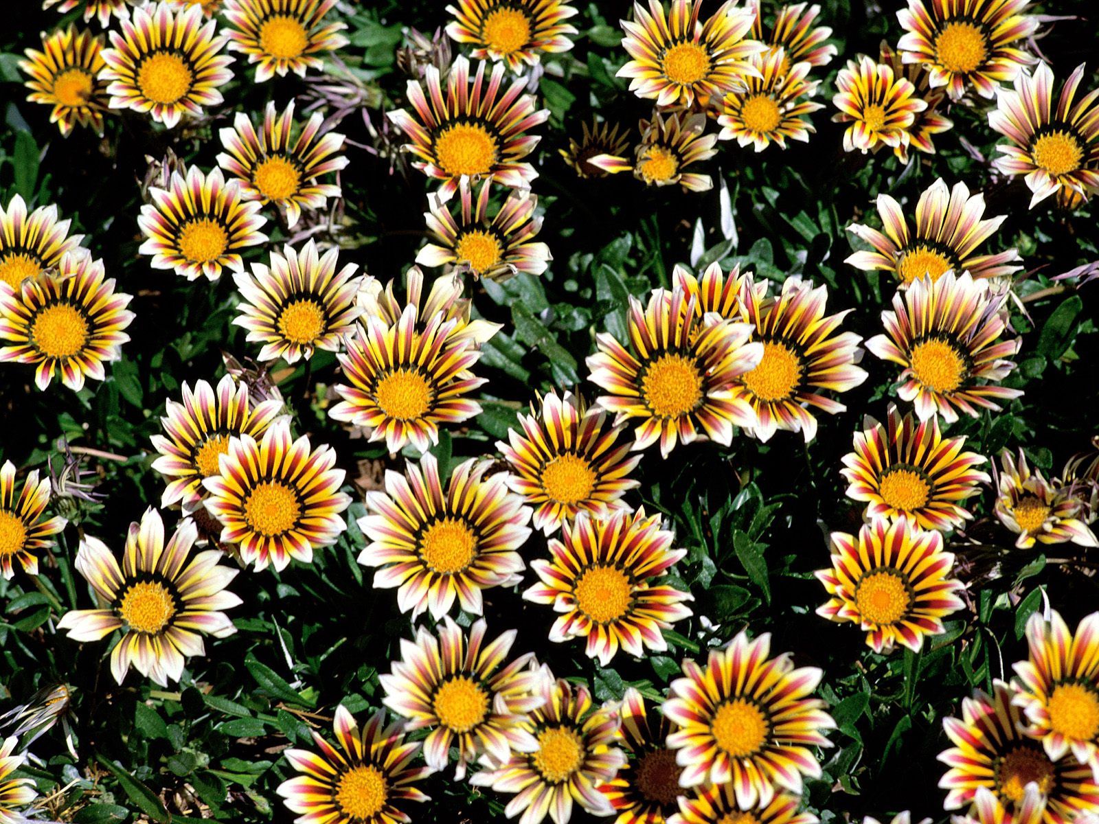 Download mobile wallpaper Striped, Flower Bed, Flowerbed, Chrysanthemum, Flowers, Bright for free.