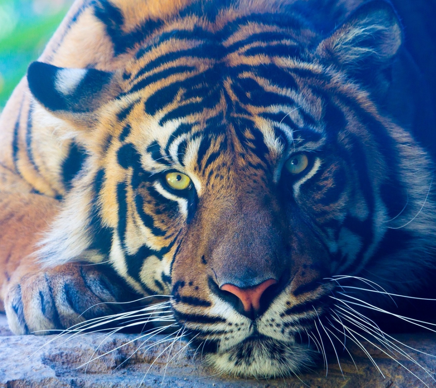 Handy-Wallpaper Tiere, Katzen, Nahansicht, Tiger kostenlos herunterladen.
