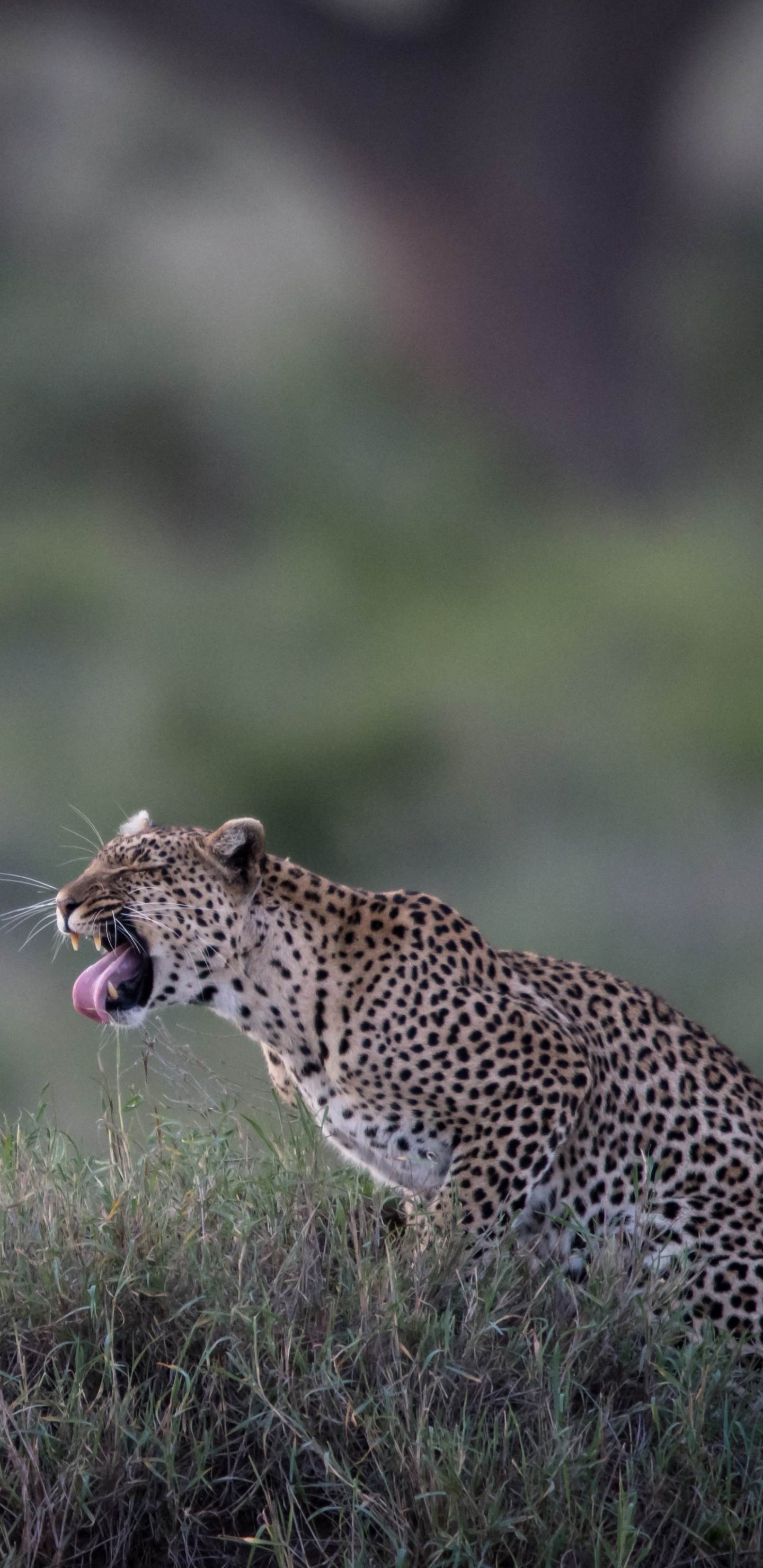 Descarga gratuita de fondo de pantalla para móvil de Leopardo, Gatos, Animales.