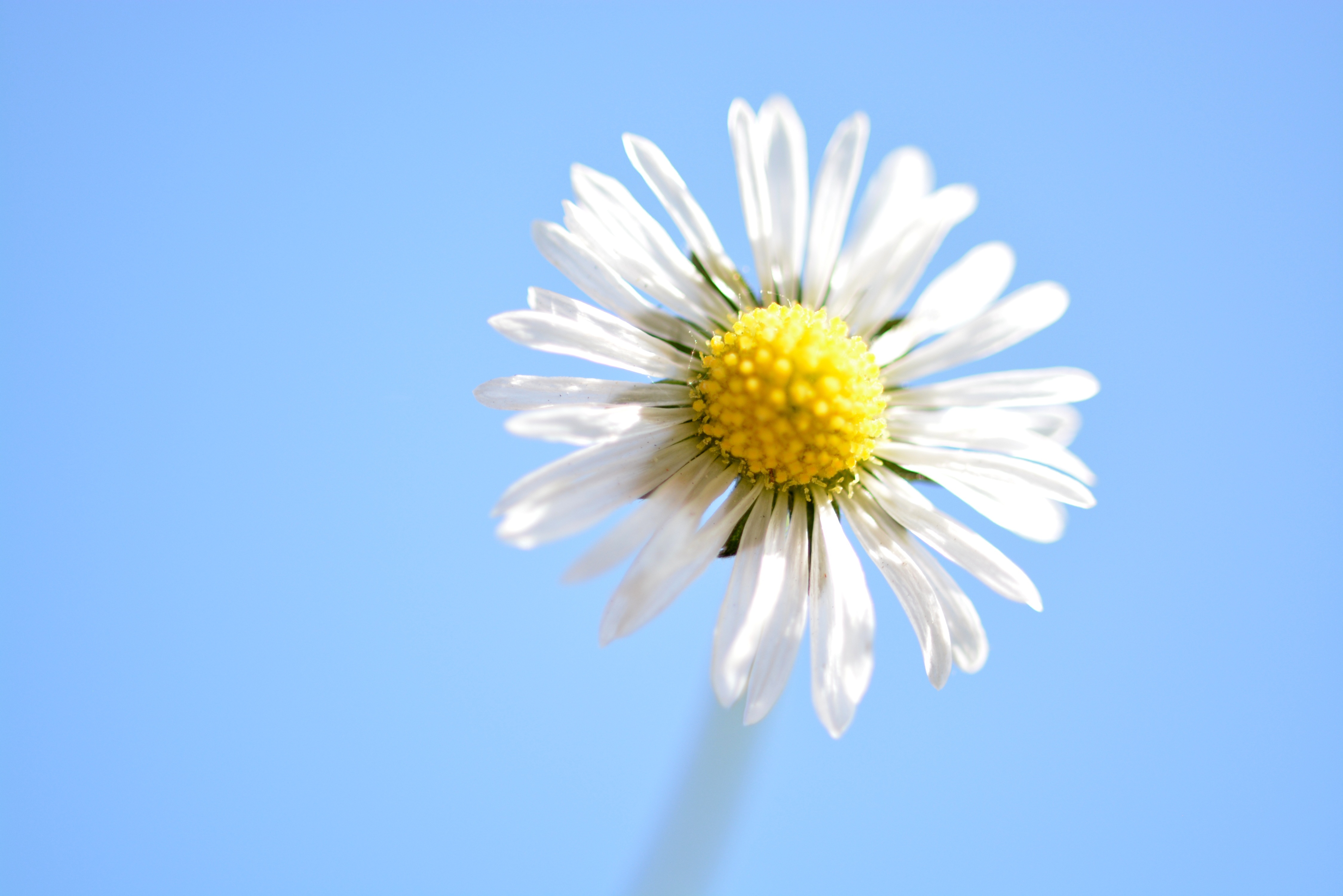 Free download wallpaper Flower, Petals, Chamomile, Flowers, Close Up, Camomile on your PC desktop