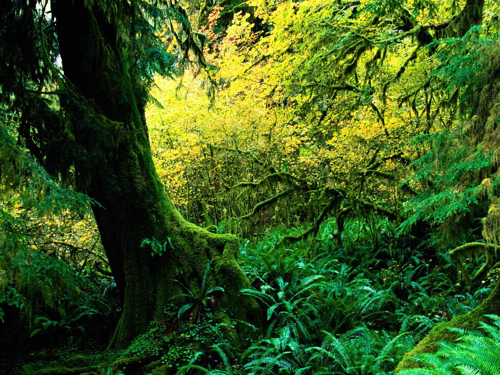 Handy-Wallpaper Baum, Moss, Natur, Holz, Moos, Dschungel kostenlos herunterladen.