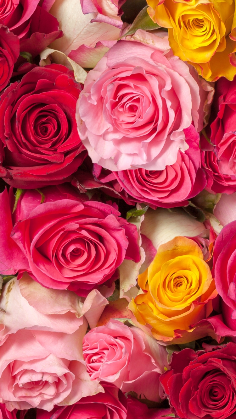 Download mobile wallpaper Flowers, Flower, Rose, Earth, Colors, Colorful, Yellow Flower, Pink Flower for free.