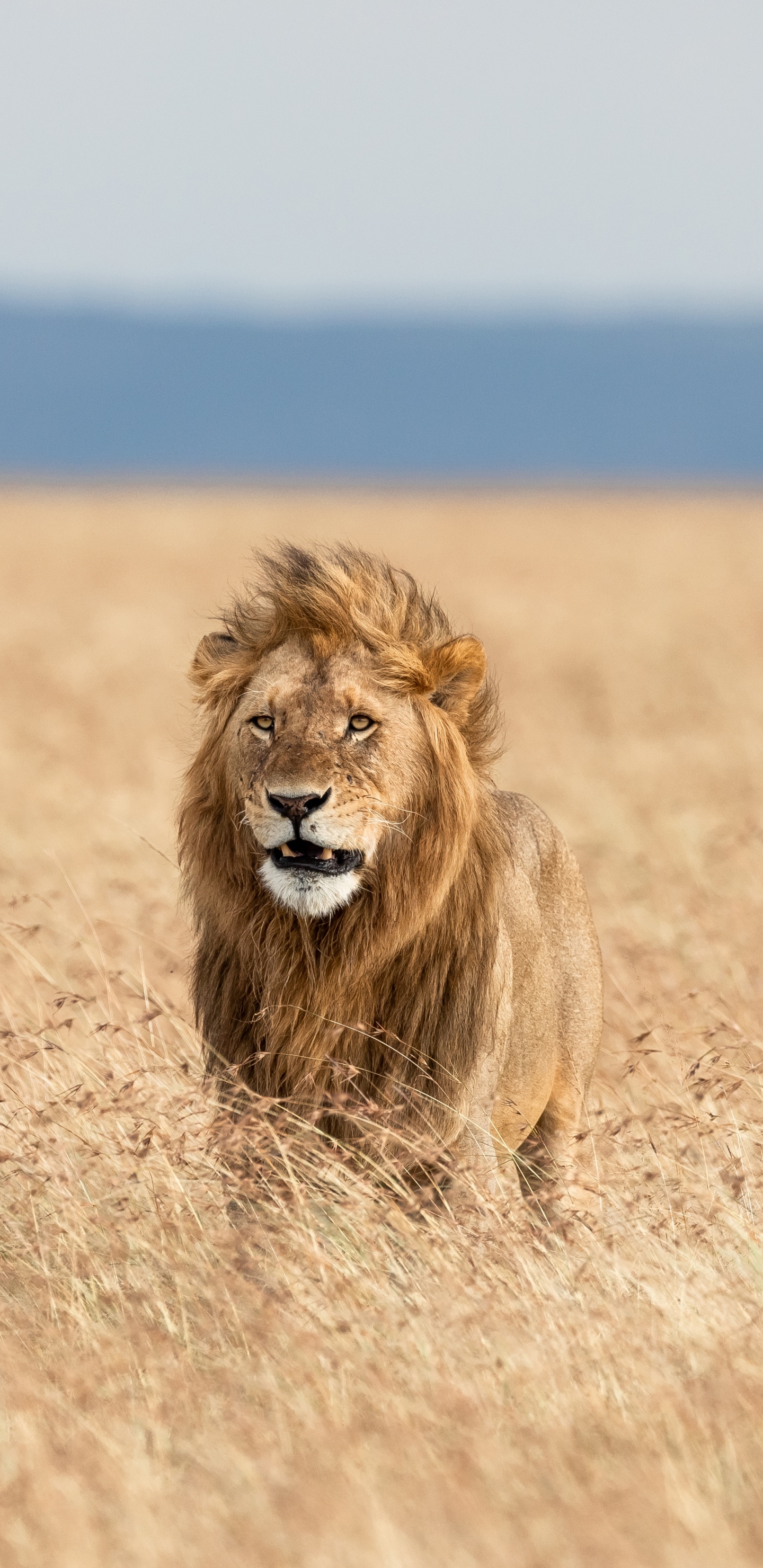 Download mobile wallpaper Cats, Lion, Animal, Depth Of Field for free.