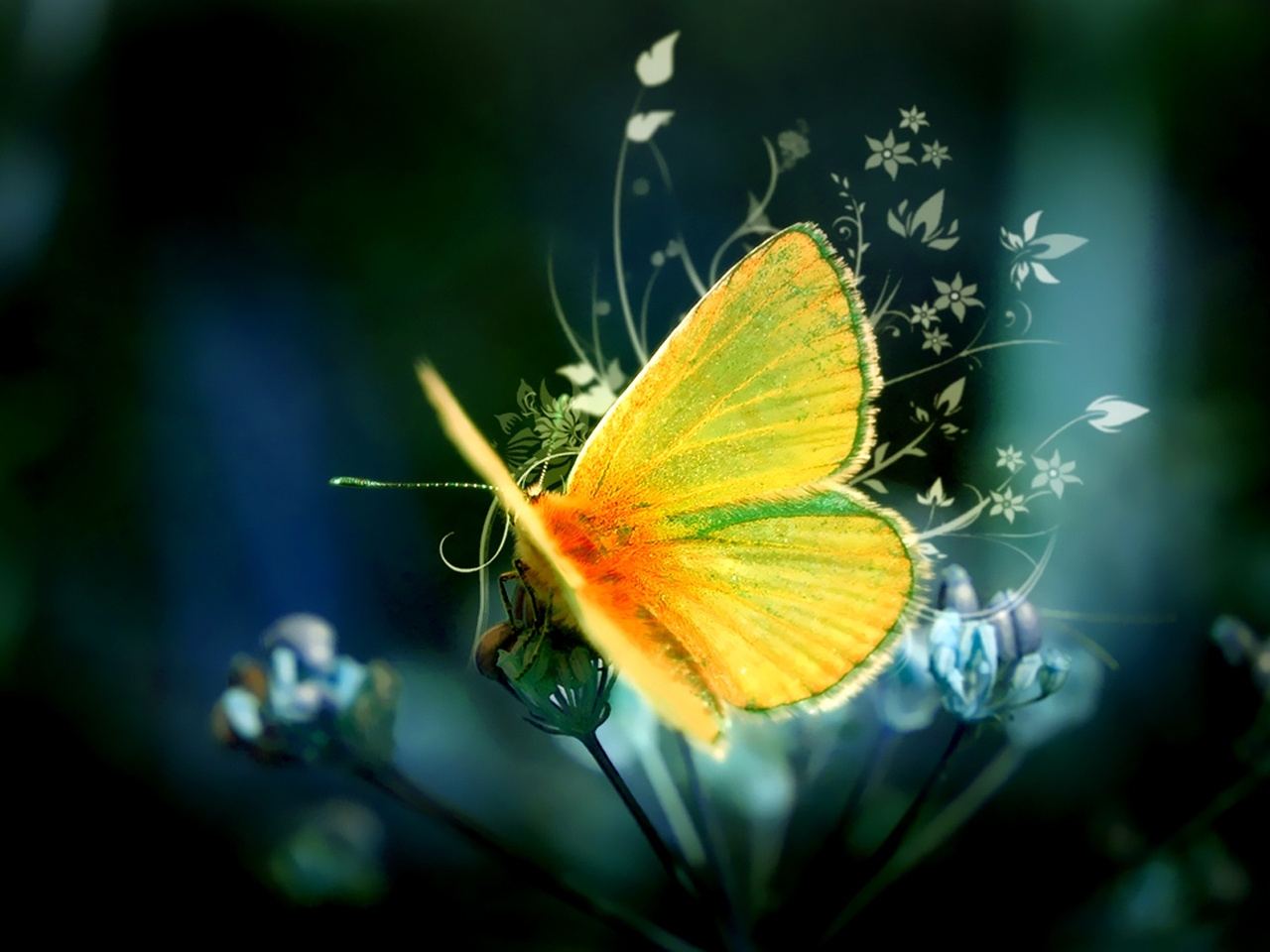butterflies, insects, black lock screen backgrounds