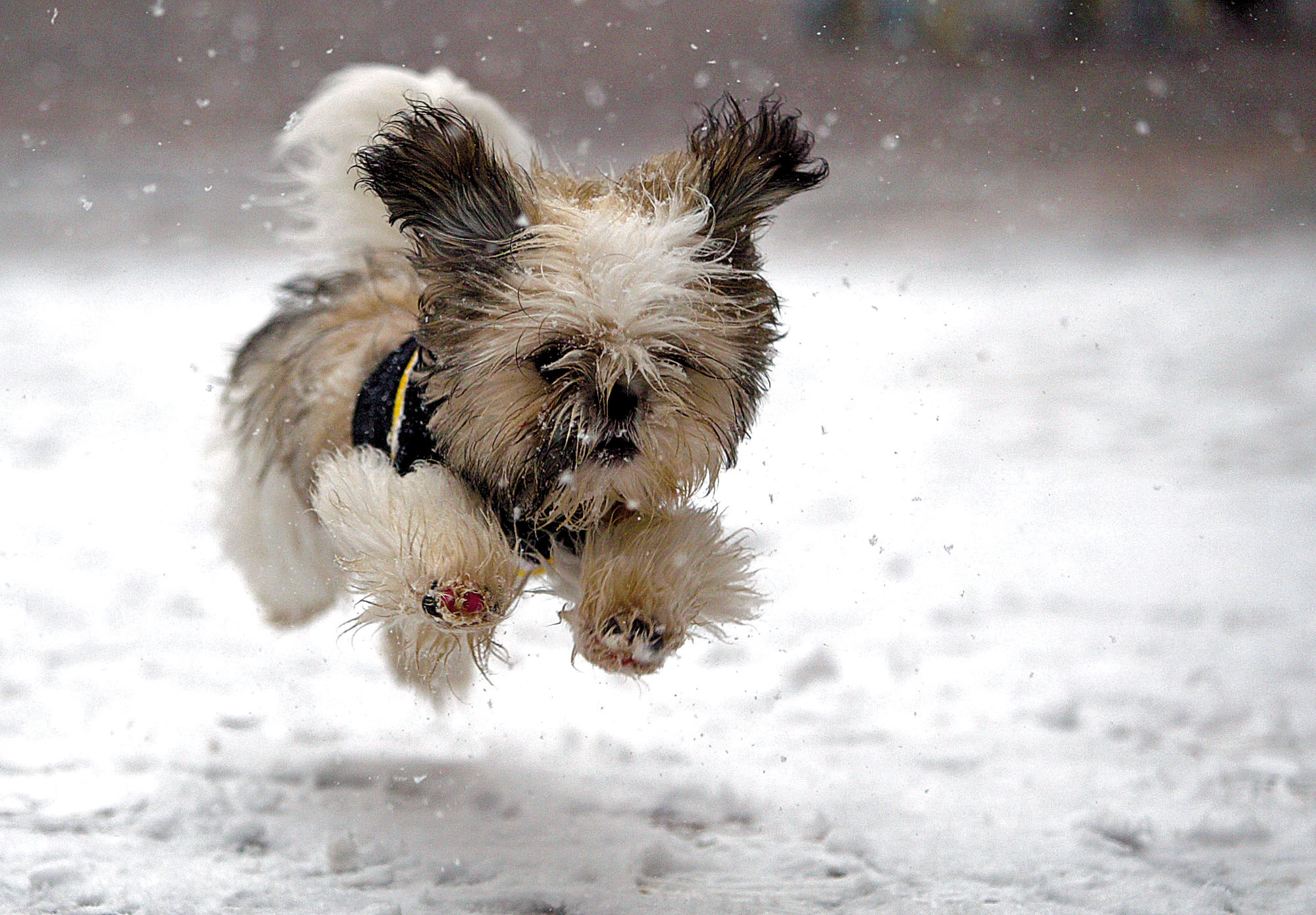 PCデスクトップに犬, 動物画像を無料でダウンロード