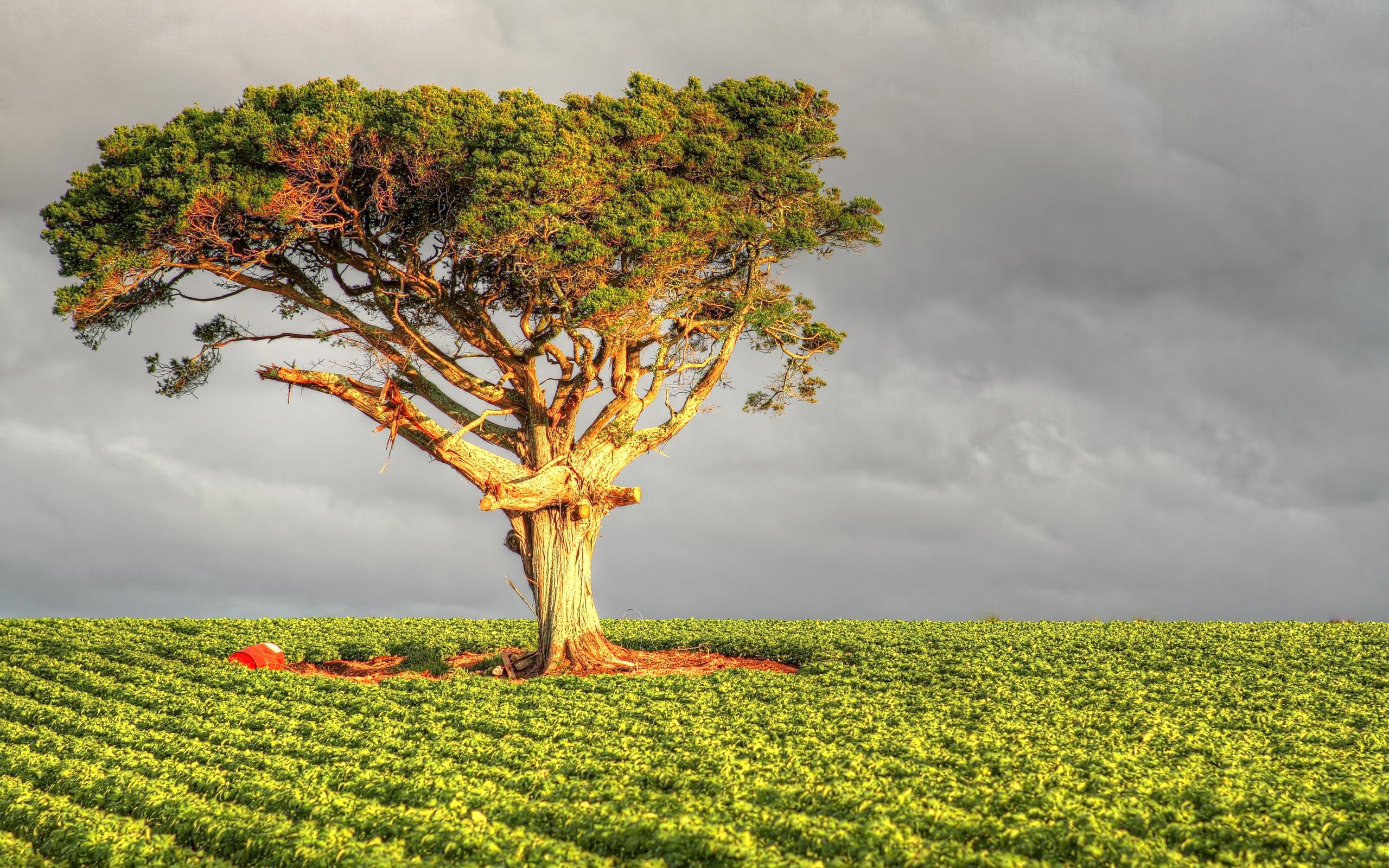 Descarga gratis la imagen Árbol, Tierra/naturaleza en el escritorio de tu PC