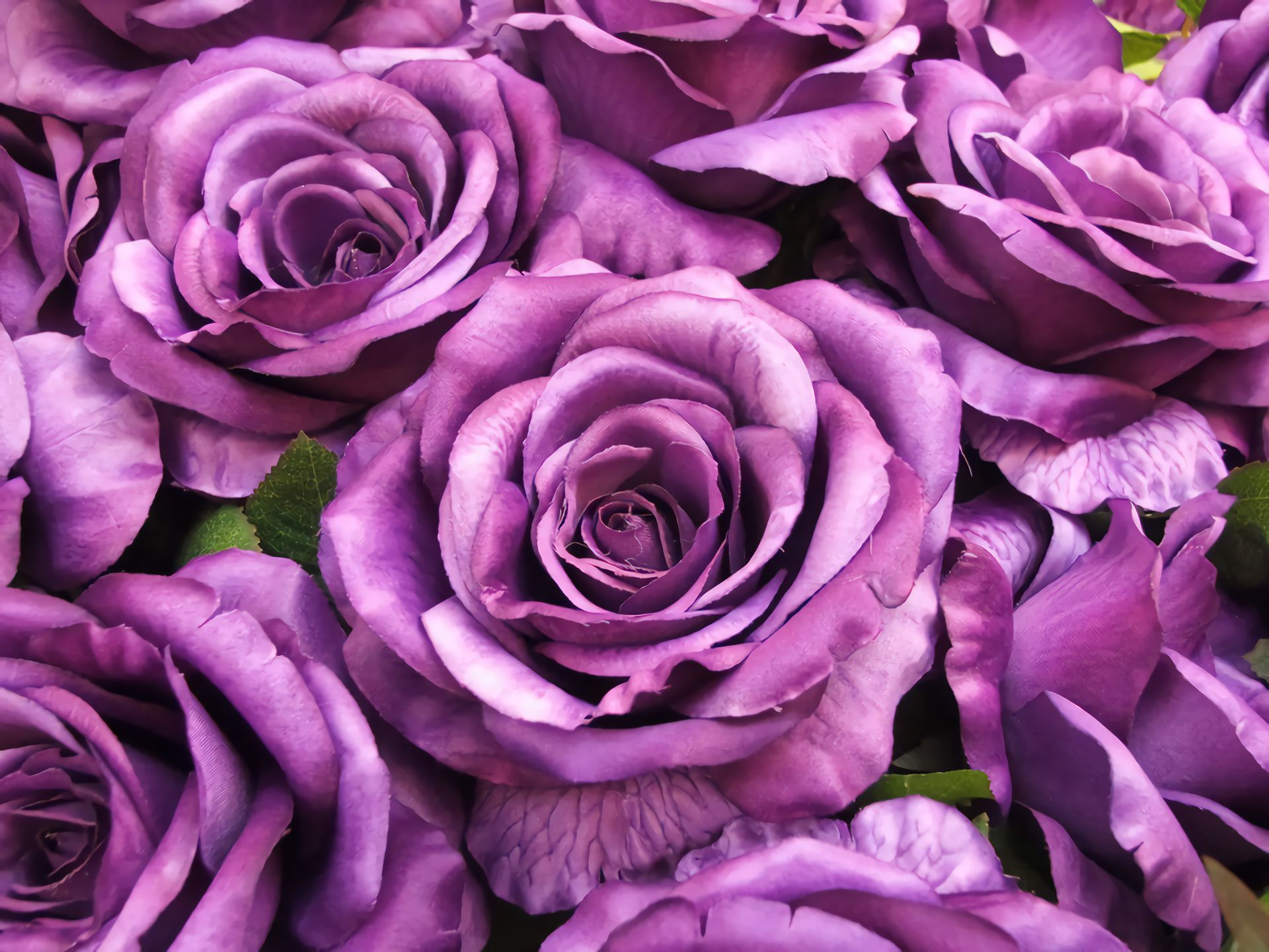 Скачать обои бесплатно Цветок, Роза, Крупный План, Фиолетовый Цветок, Земля/природа, Флауэрсы картинка на рабочий стол ПК