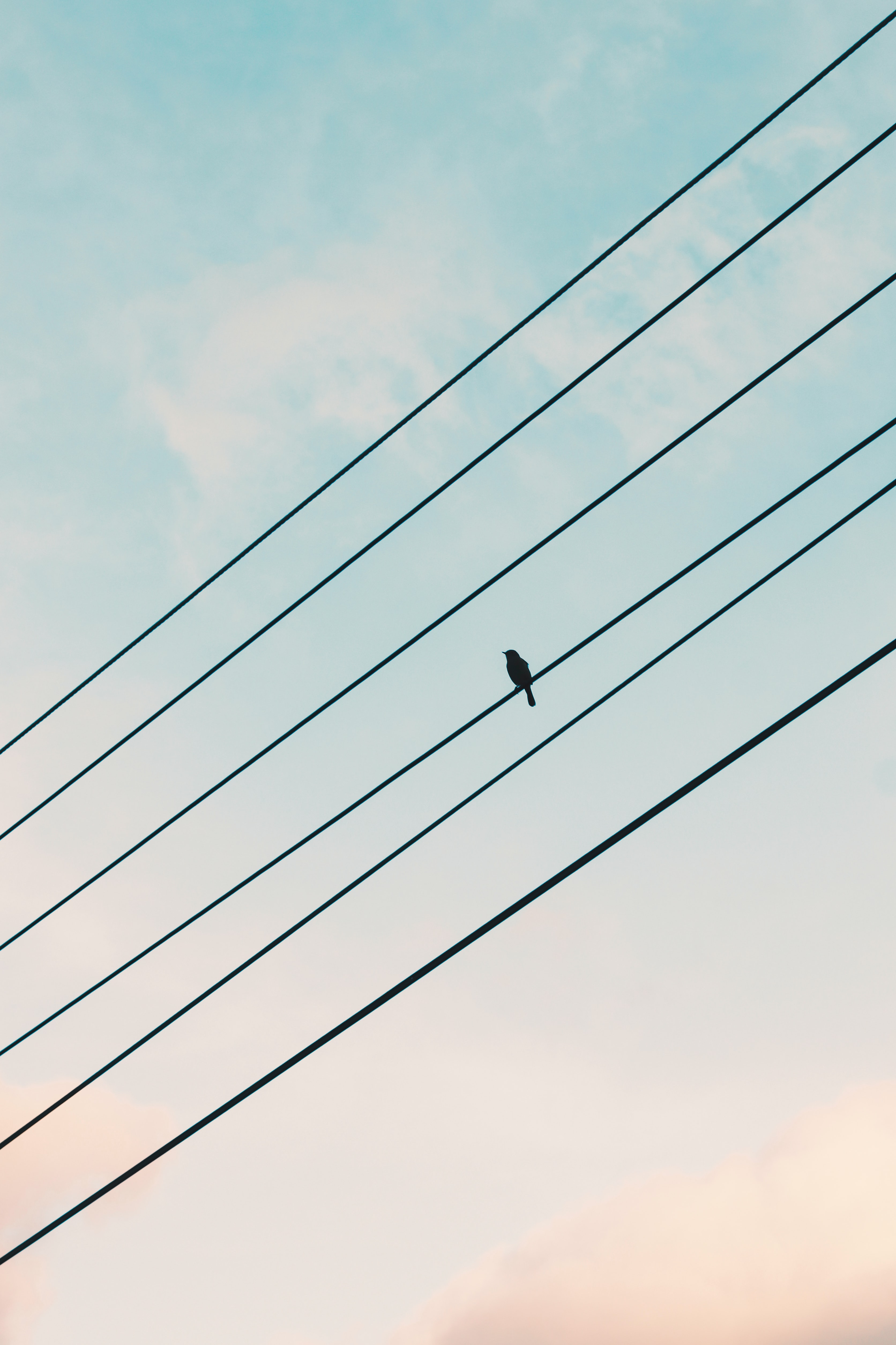 sky, miscellanea, miscellaneous, bird, sparrow, wires, wire