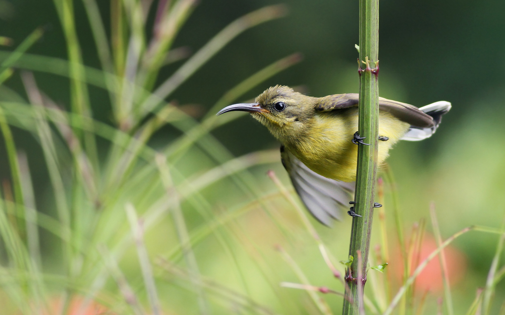 Download mobile wallpaper Bird, Birds, Animal for free.