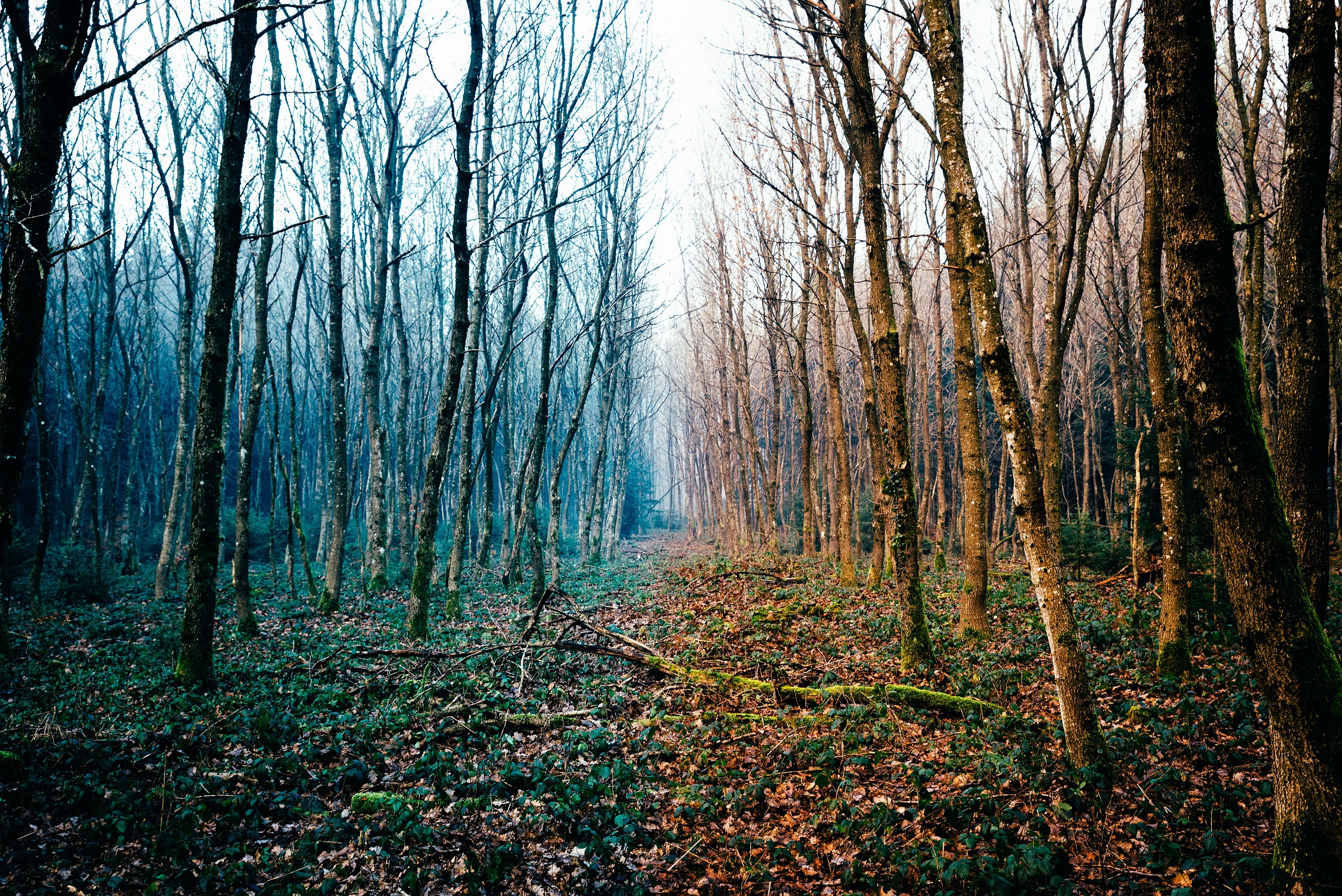 Téléchargez des papiers peints mobile Forêt, Arbre, Chemin, La Nature, Terre/nature gratuitement.