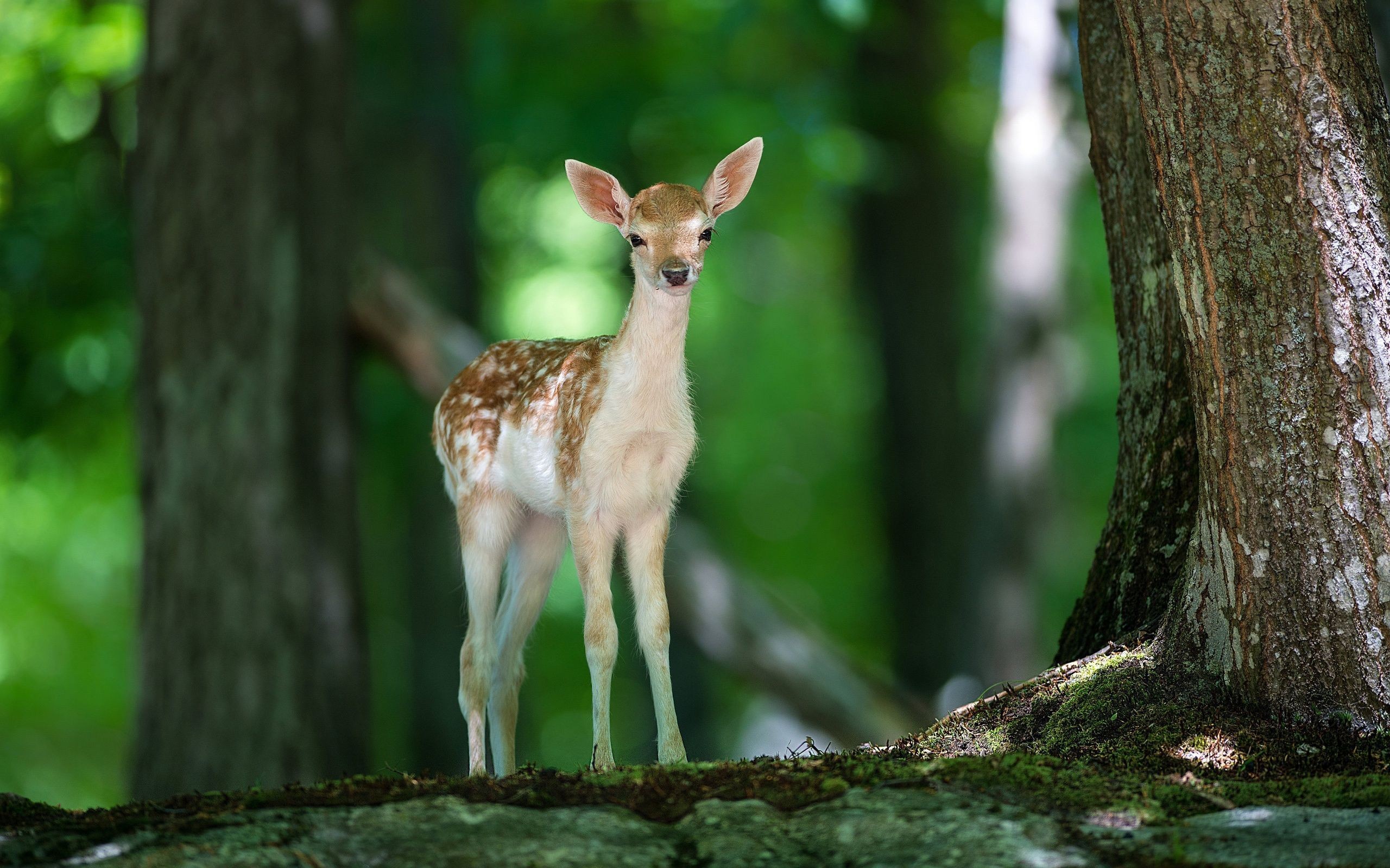 animals, deers, green HD wallpaper