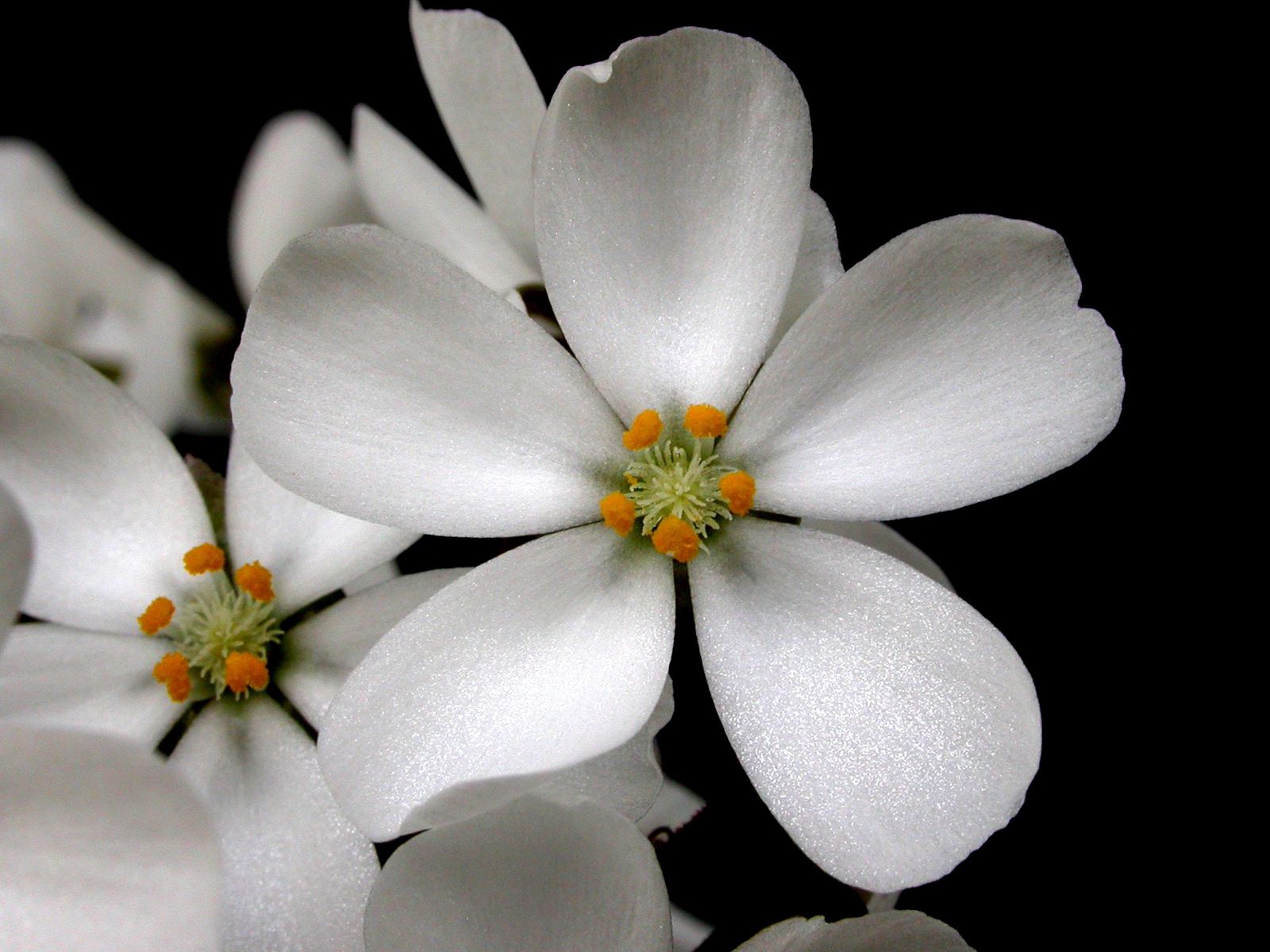 54608 descargar imagen flores, pétalos, polen, contraste: fondos de pantalla y protectores de pantalla gratis