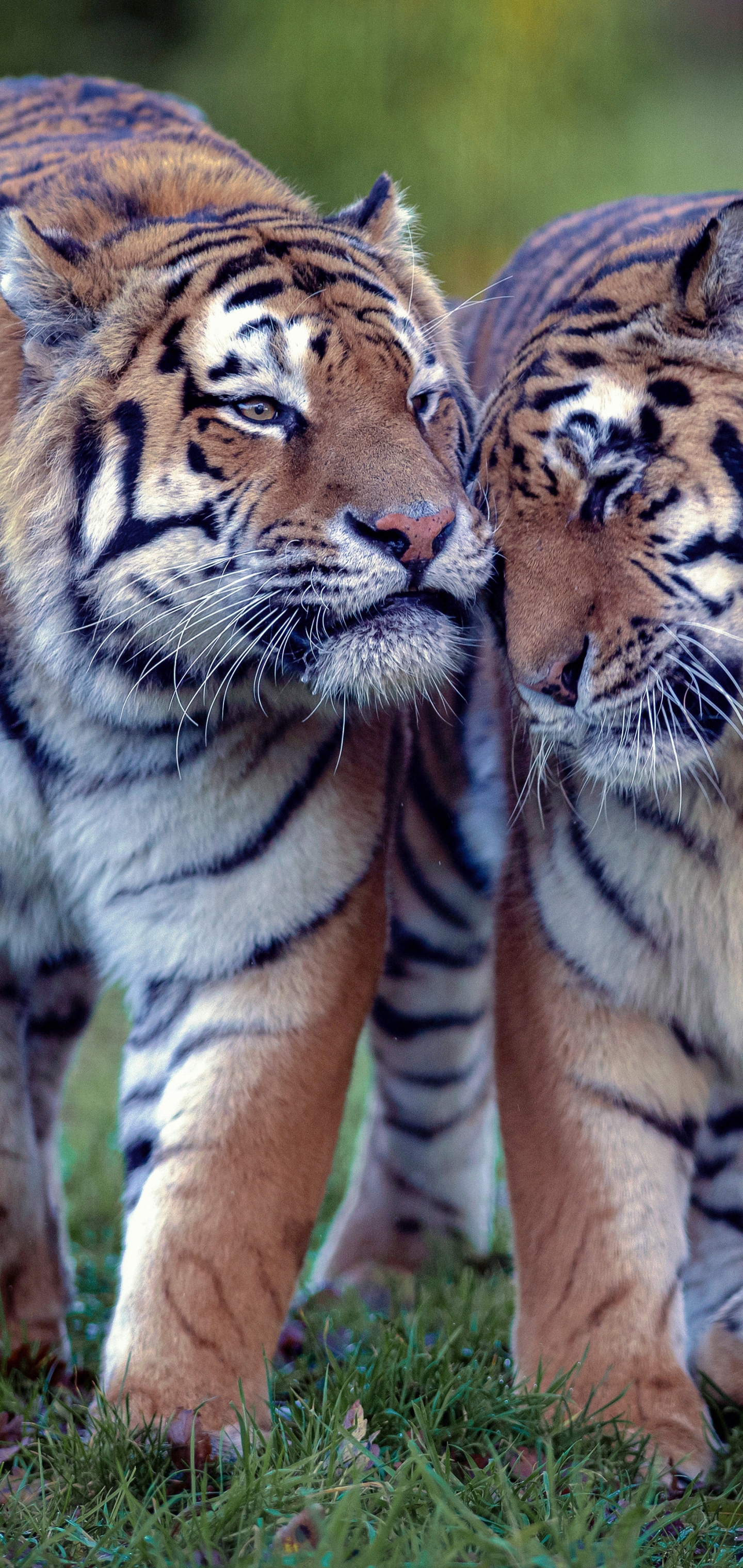 Téléchargez gratuitement l'image Animaux, Chats, Tigre sur le bureau de votre PC