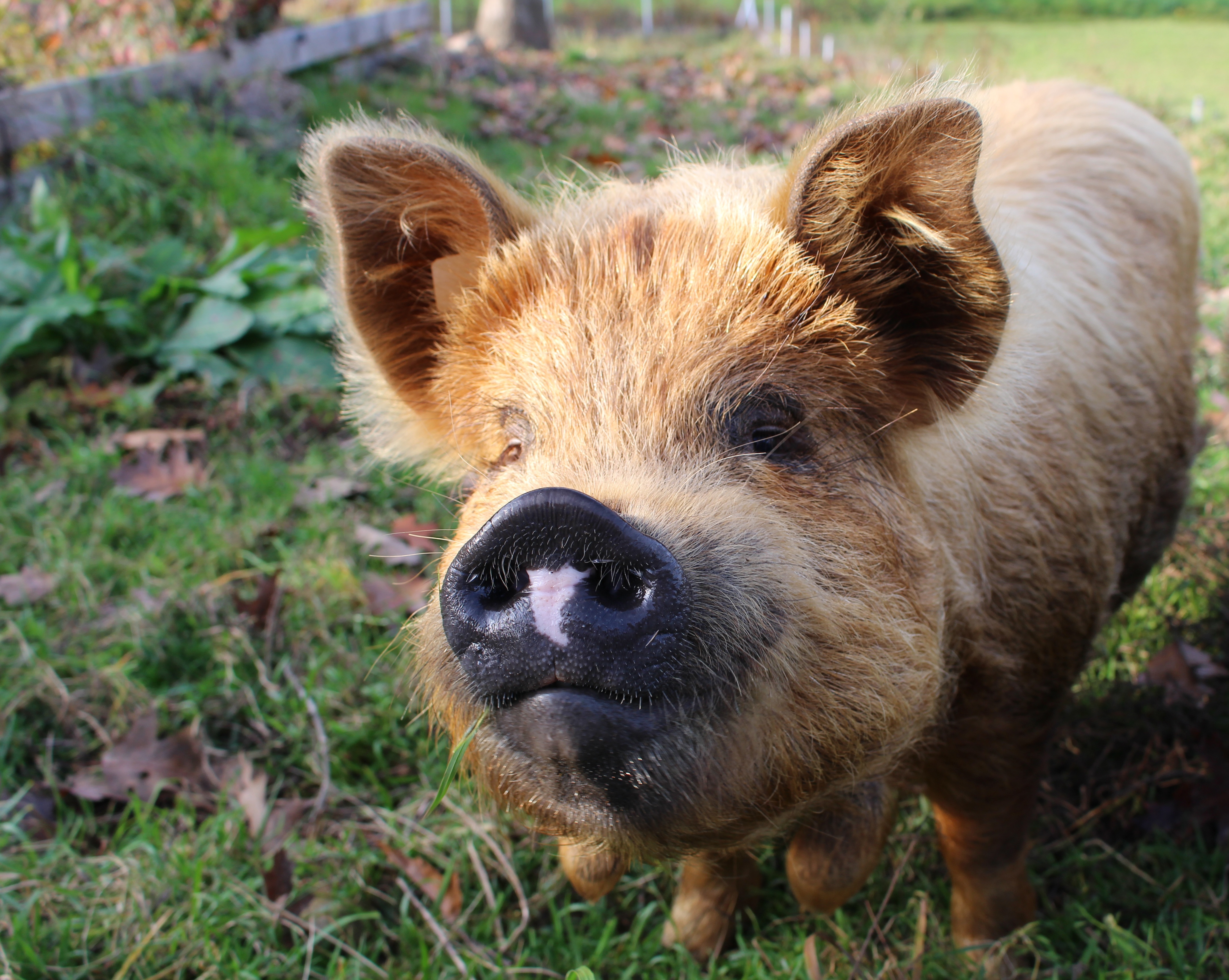 Laden Sie das Tiere, Schwein-Bild kostenlos auf Ihren PC-Desktop herunter