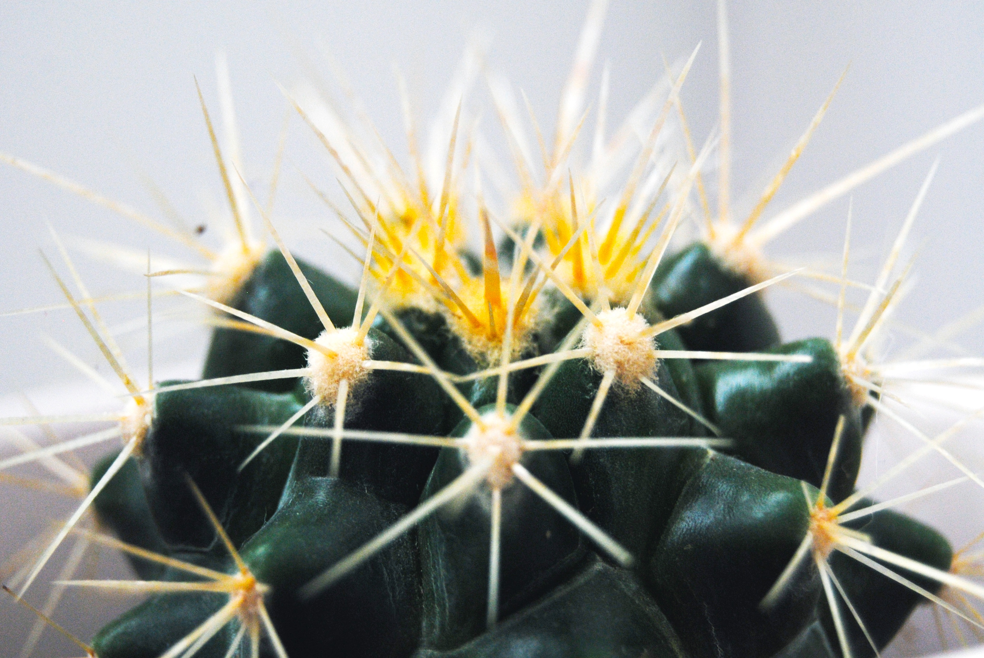 macro, cactus, thorns, spikes, succulent