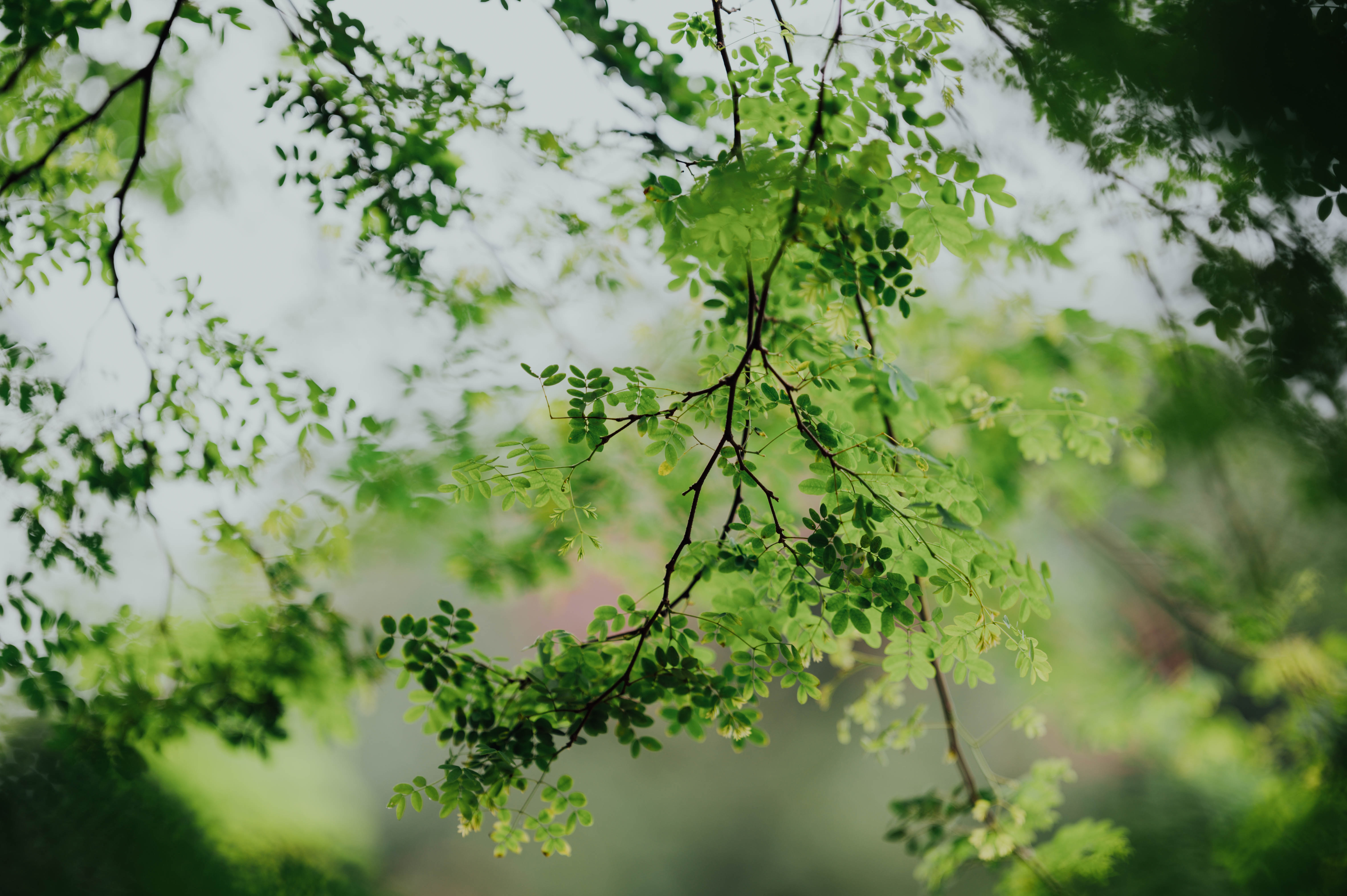 green, nature, leaves, wood, tree, branches, acacia