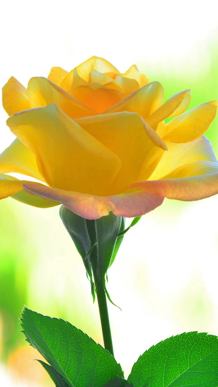 Download mobile wallpaper Flowers, Macro, Rose, Earth, Yellow Flower for free.