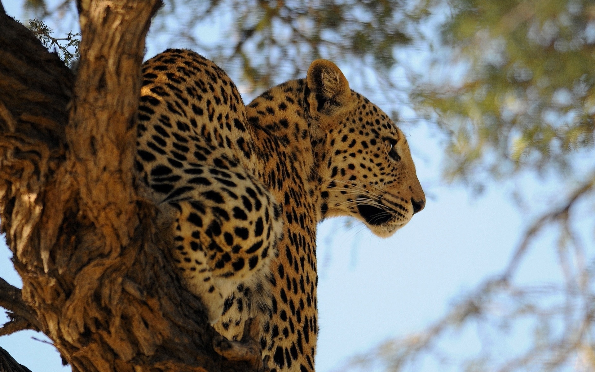 Baixar papel de parede para celular de Animais, Gatos, Leopardo gratuito.