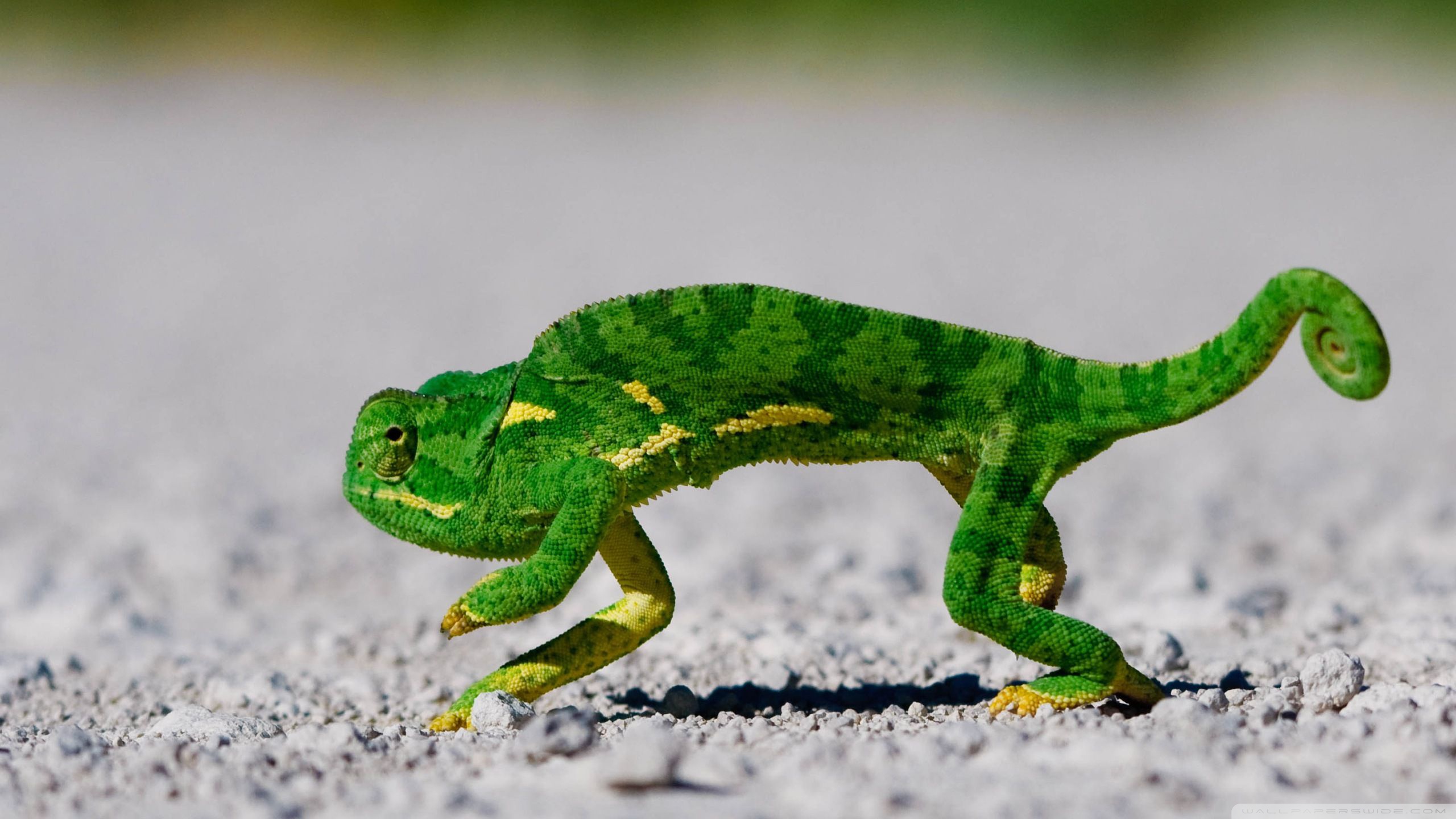 Download mobile wallpaper Chameleon, Lizard, Reptiles, Animal for free.