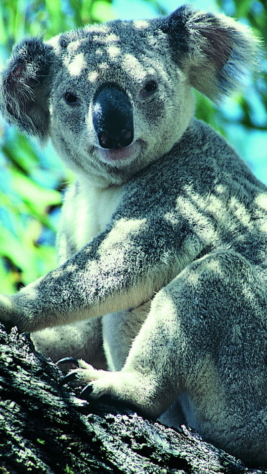 Download mobile wallpaper Koala, Animal for free.