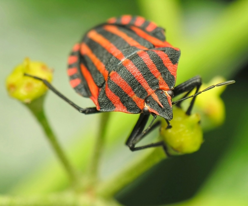 Free download wallpaper Insect, Animal on your PC desktop