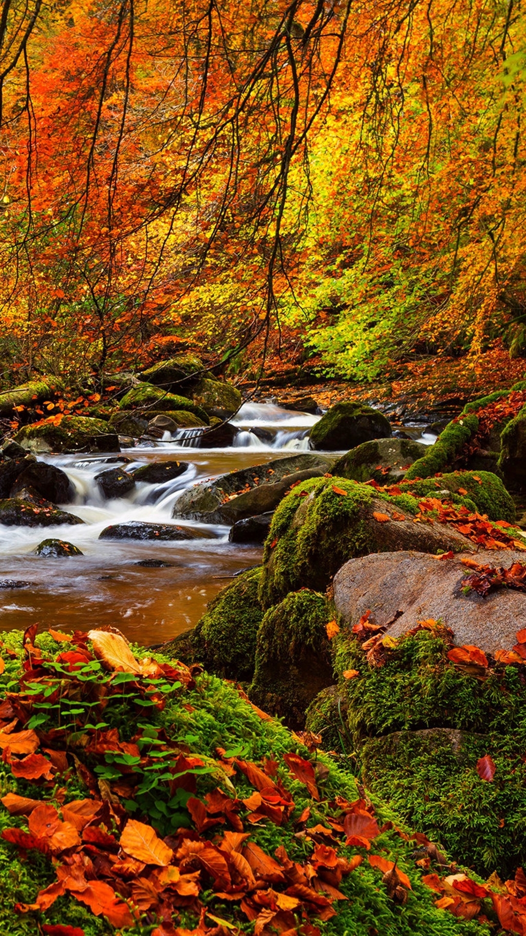 Handy-Wallpaper Herbst, Wald, Strom, Erde/natur kostenlos herunterladen.