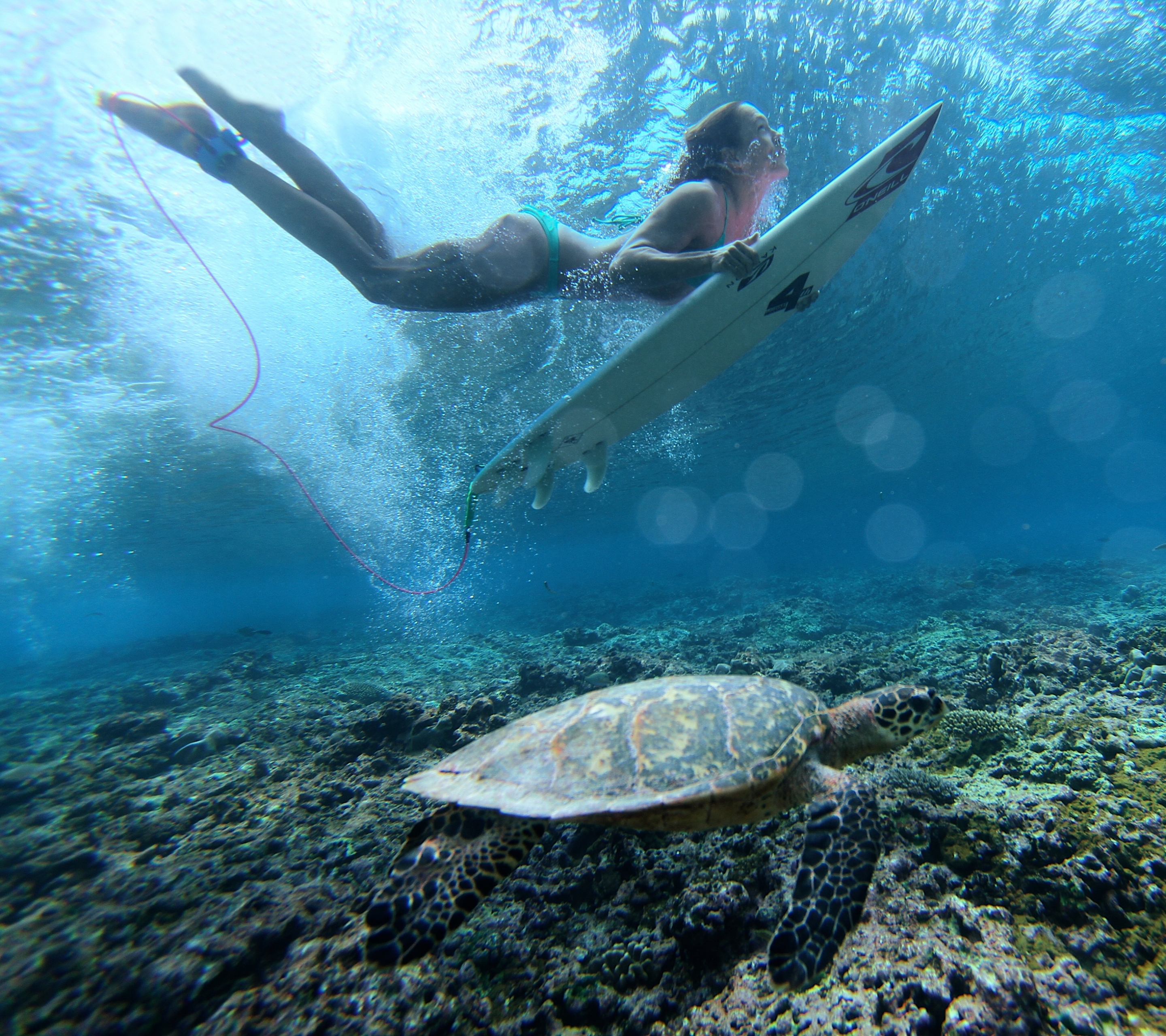 Free download wallpaper Sports, Underwater, Turtle, Surfing on your PC desktop