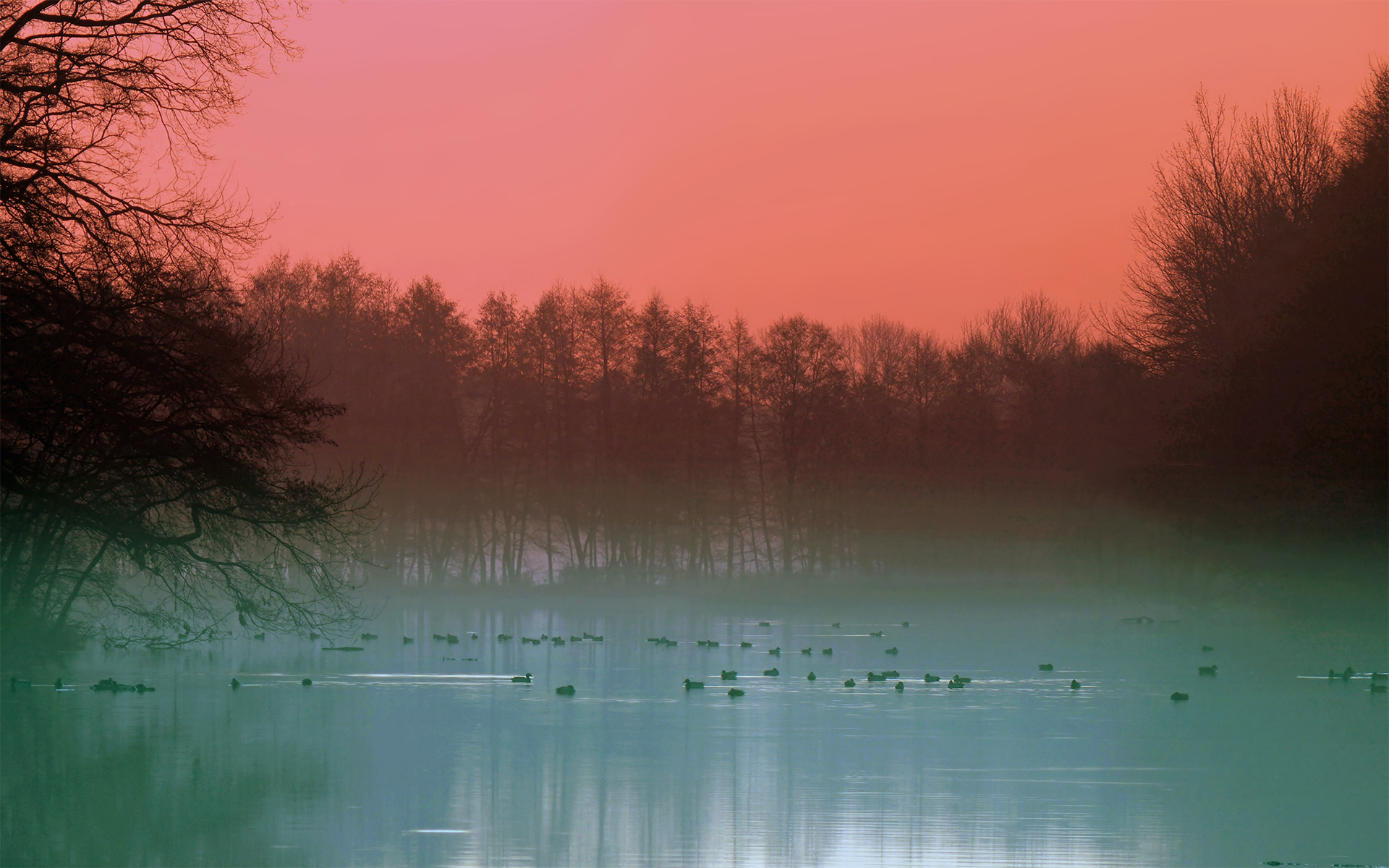 duck, earth, fog, bird, lake, nature, tree