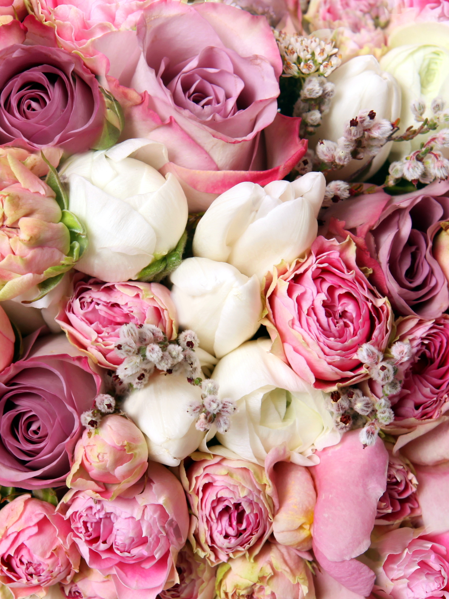 無料モバイル壁紙フラワーズ, 花, 薔薇, 地球, 白い花, ピンクの花, キャベツローズをダウンロードします。