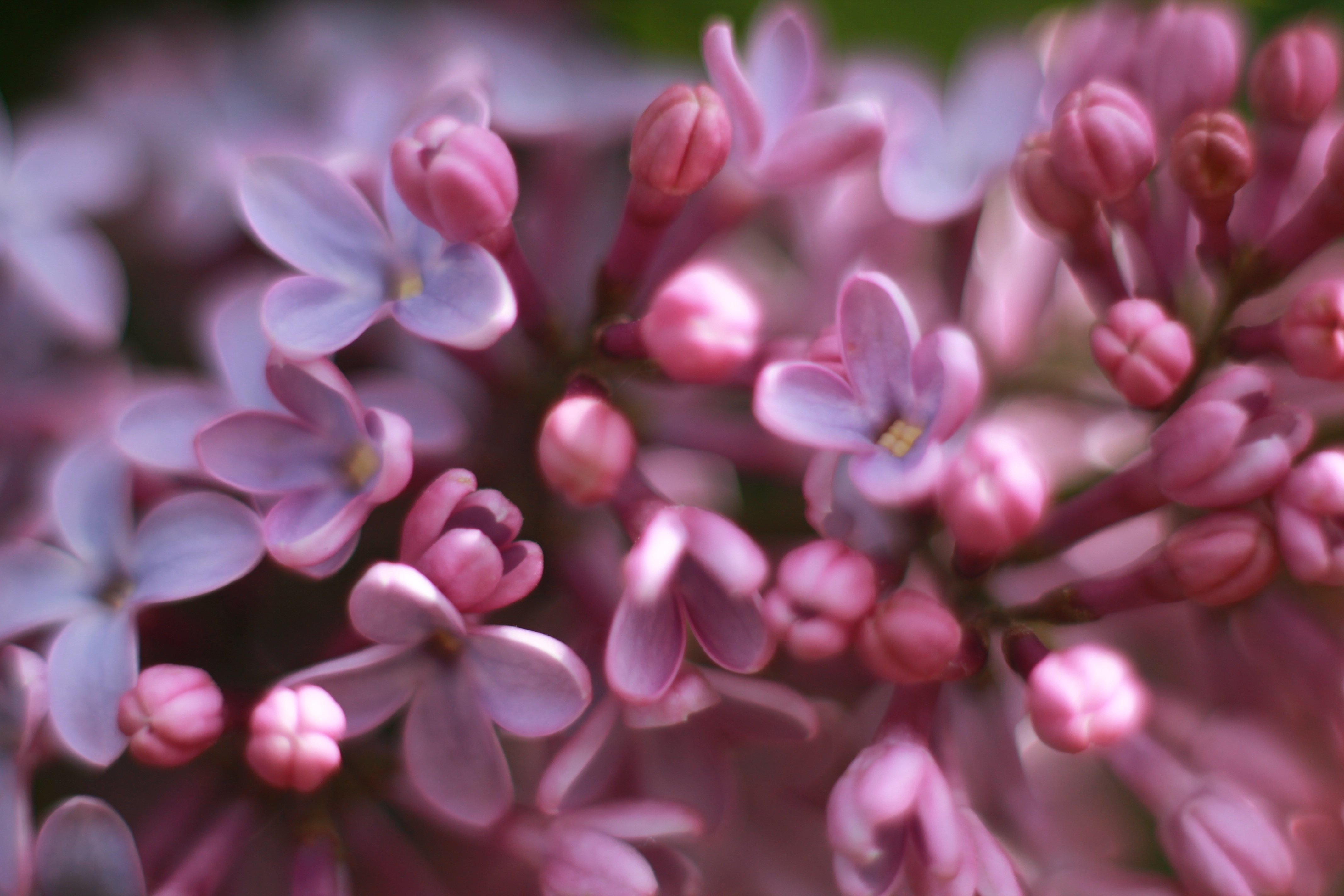 Laden Sie das Blumen, Erde/natur, Flieder-Bild kostenlos auf Ihren PC-Desktop herunter