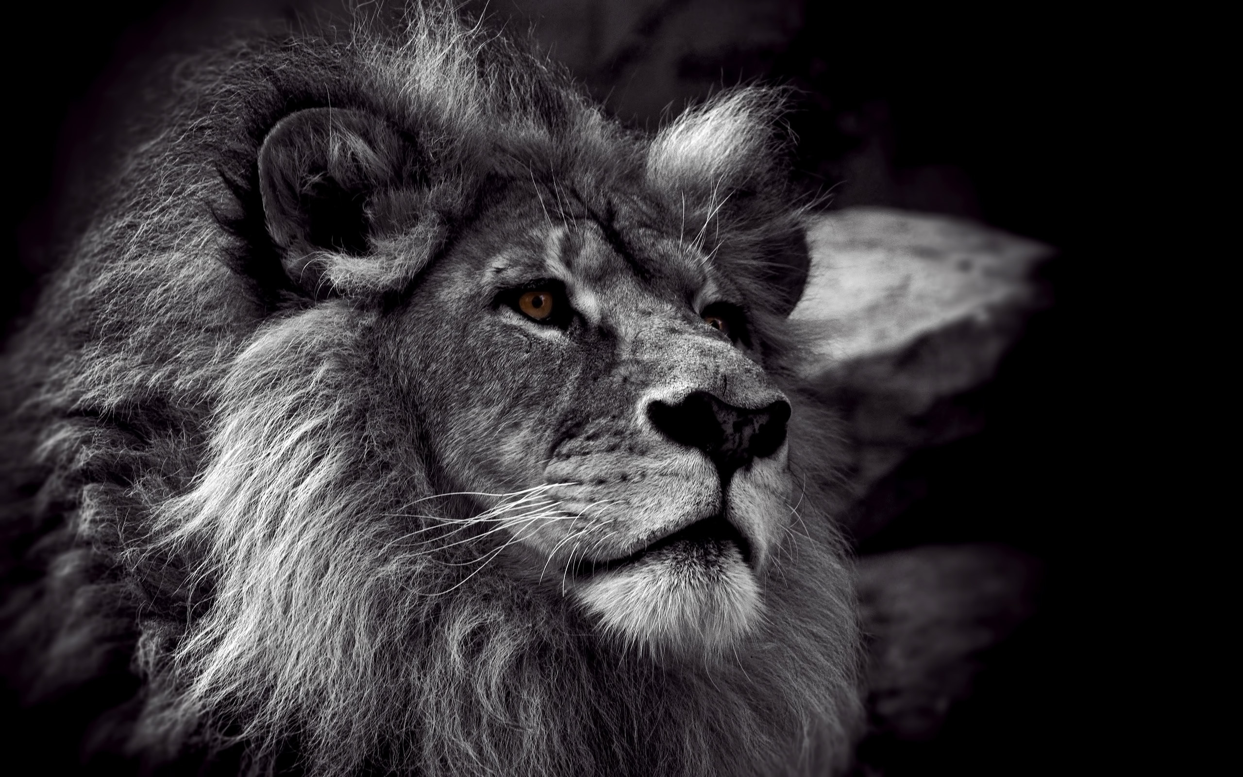 lions, animals, gray