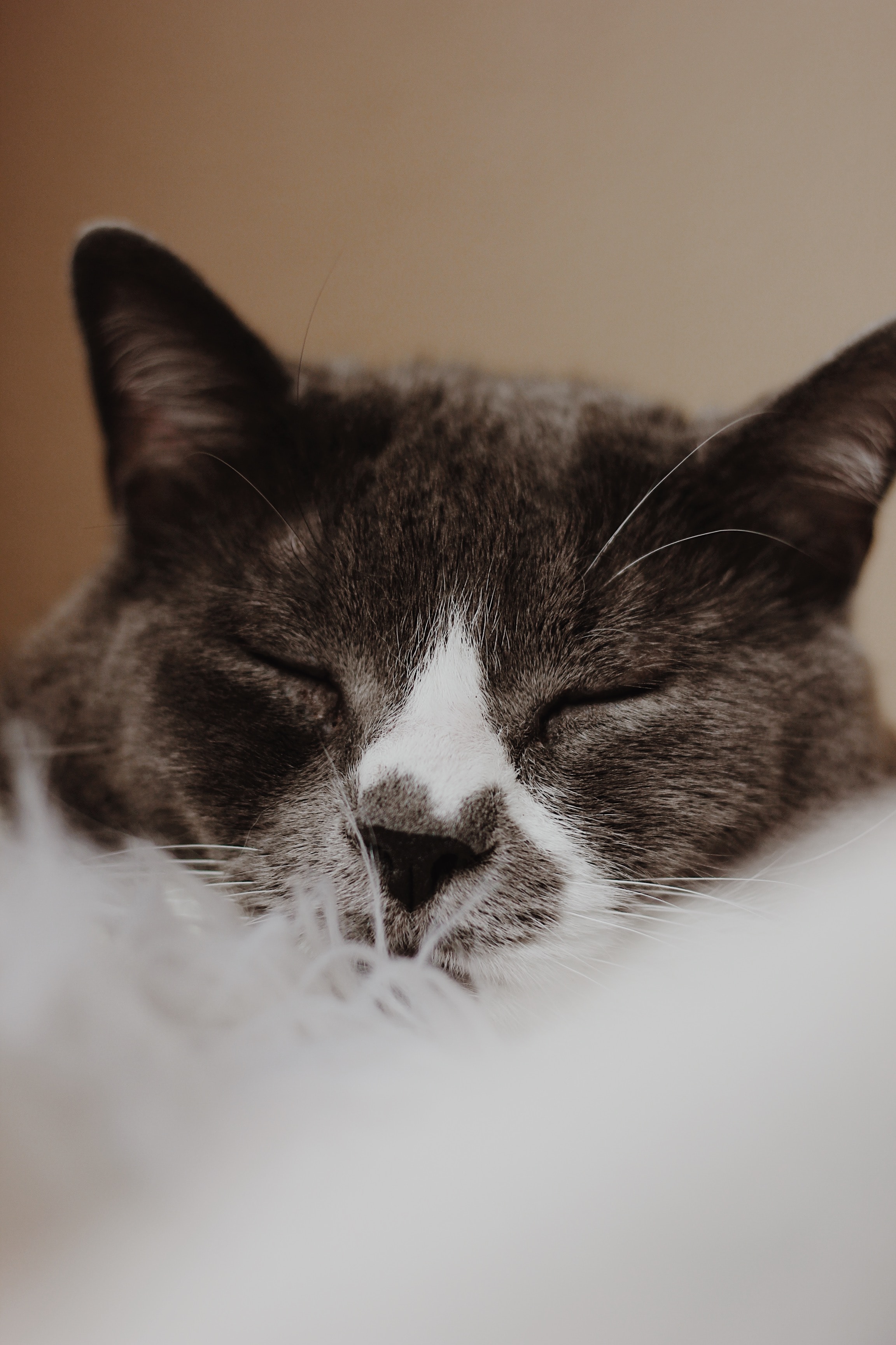 animals, cat, muzzle, pet, grey, asleep, sleeps HD wallpaper