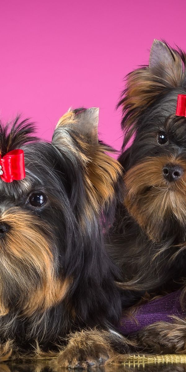 Yorkie Stack Laden Sie das