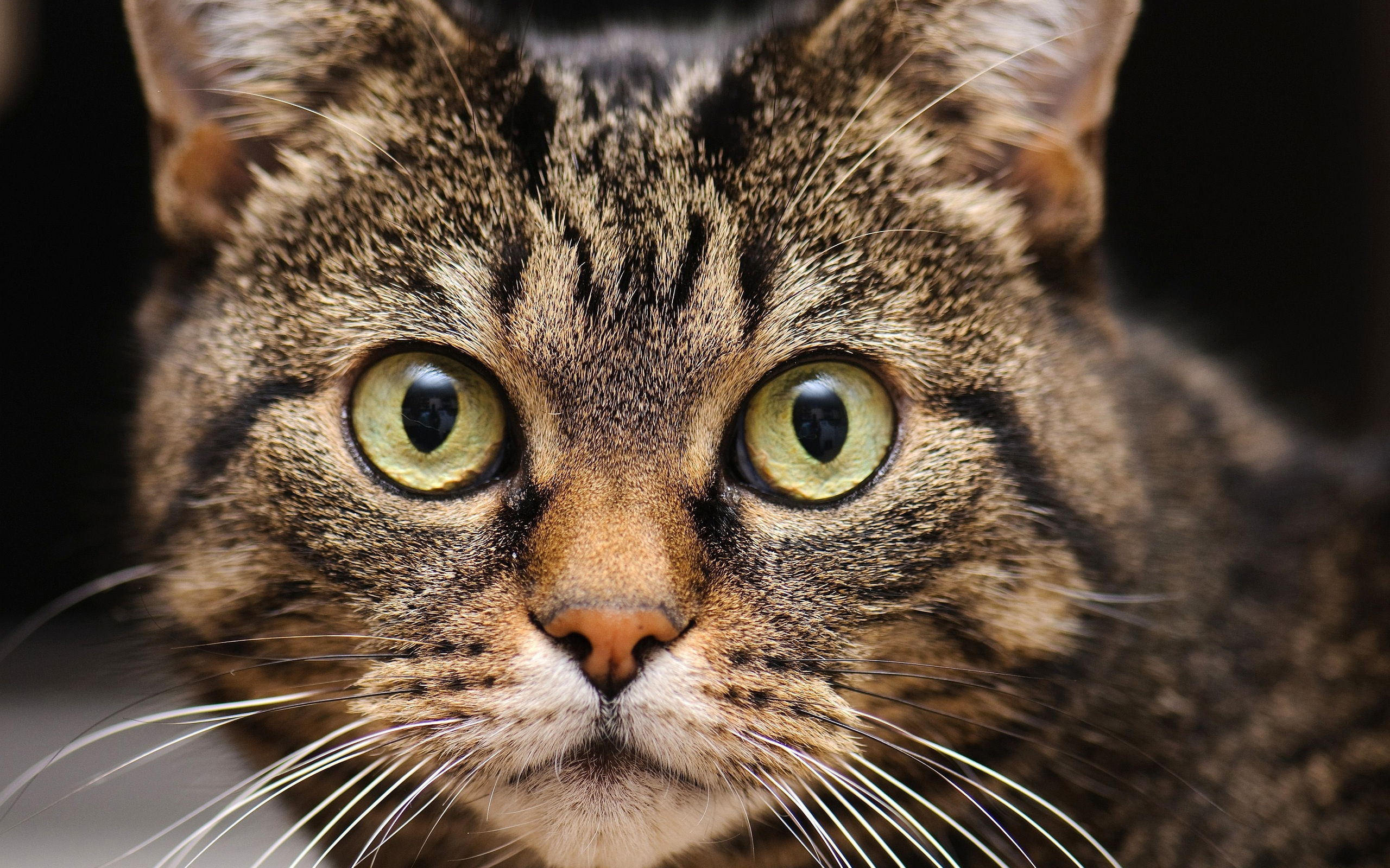 Handy-Wallpaper Tiere, Katze kostenlos herunterladen.