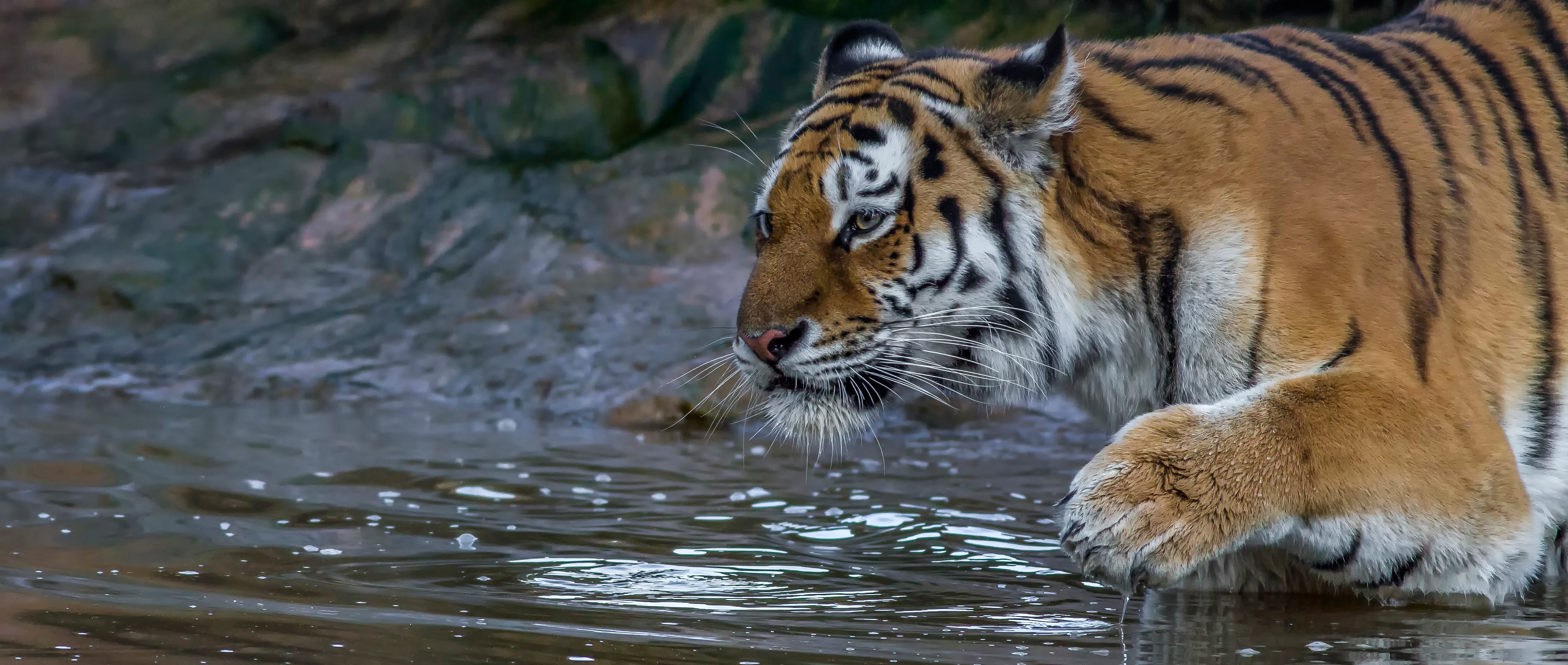 Free download wallpaper Cats, Tiger, Animal on your PC desktop