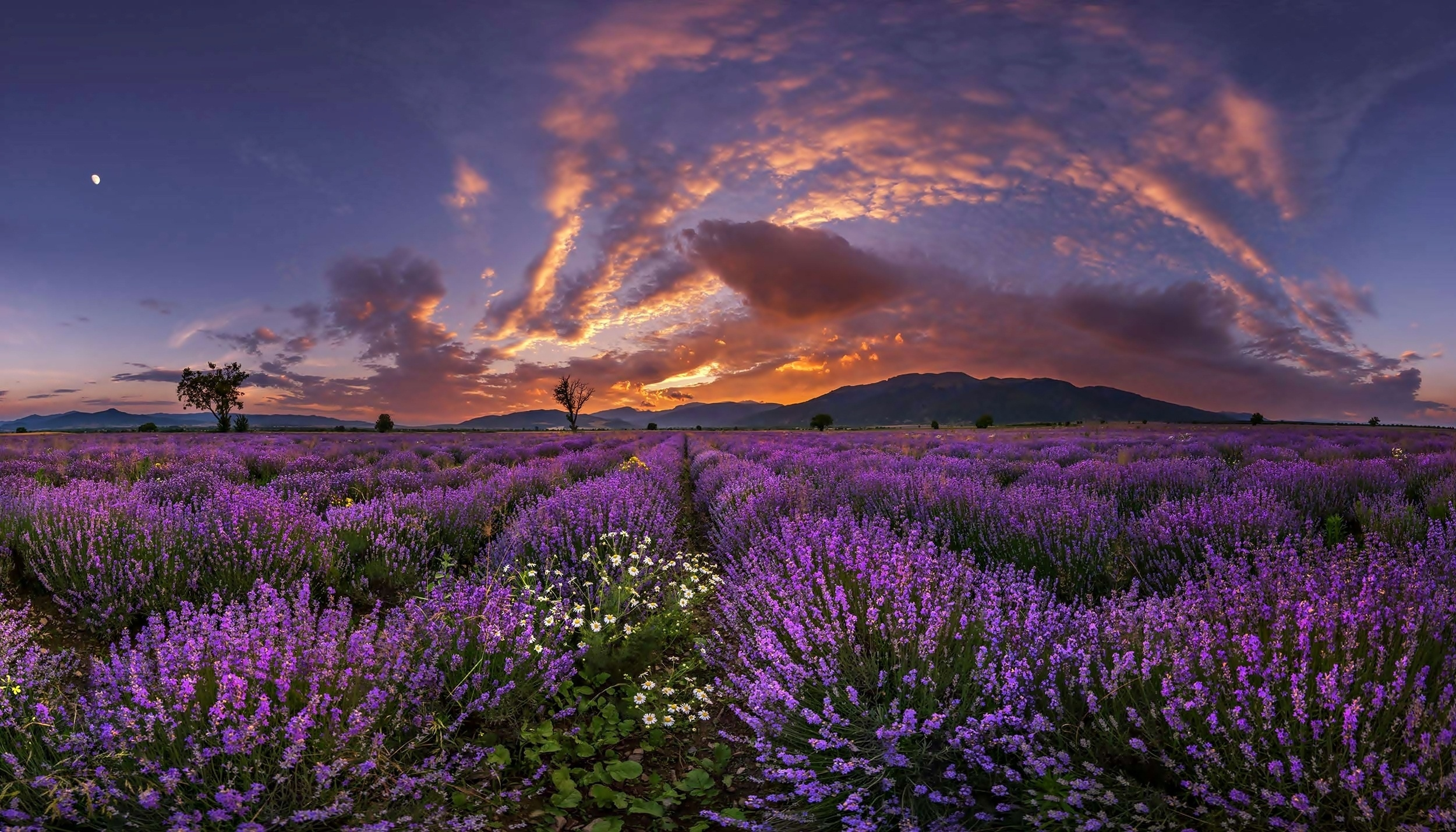 Download mobile wallpaper Flowers, Sunset, Earth, Field, Lavender, Purple Flower for free.