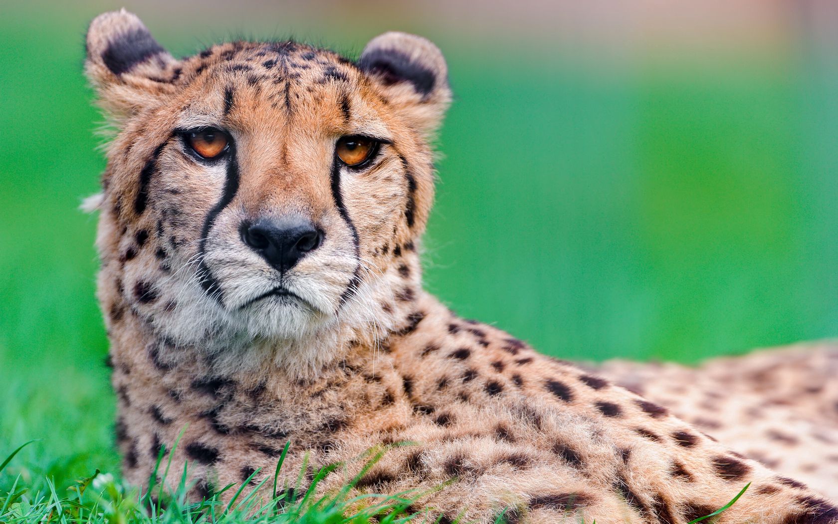 Download mobile wallpaper Muzzle, Spotted, Spotty, Animals, Big Cat, Cheetah for free.