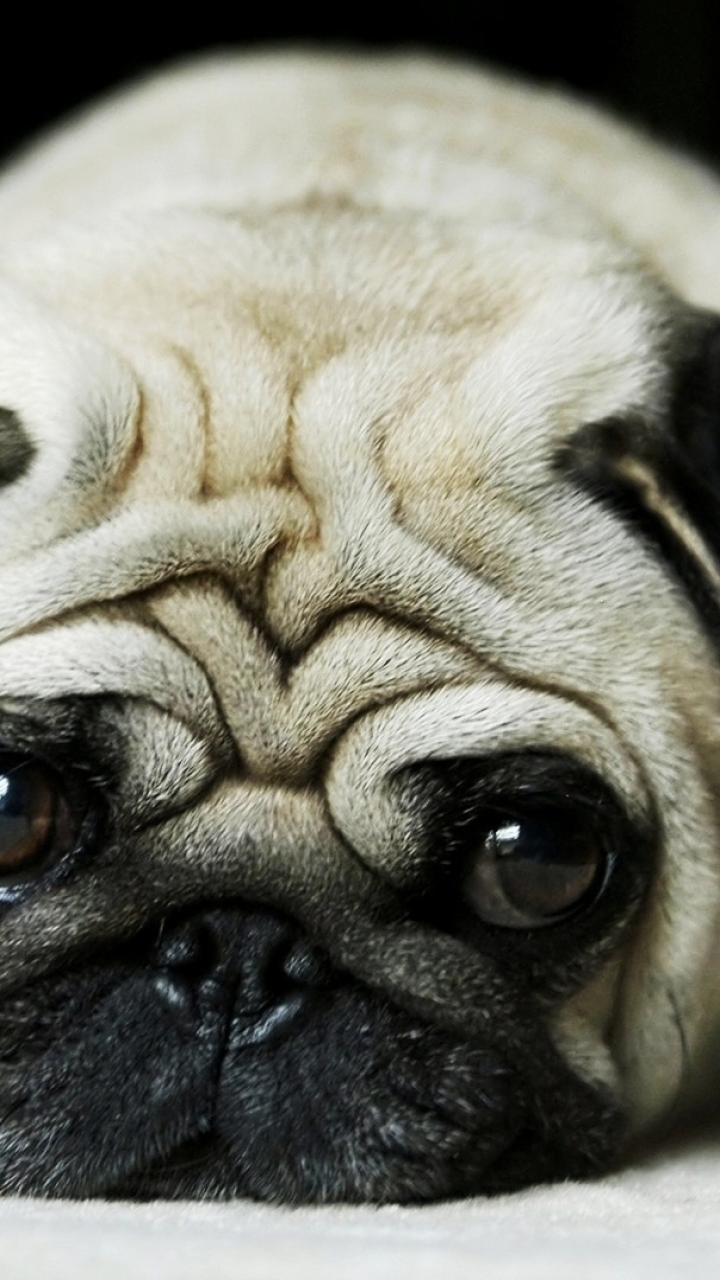 Download mobile wallpaper Dogs, Animal, Pug for free.