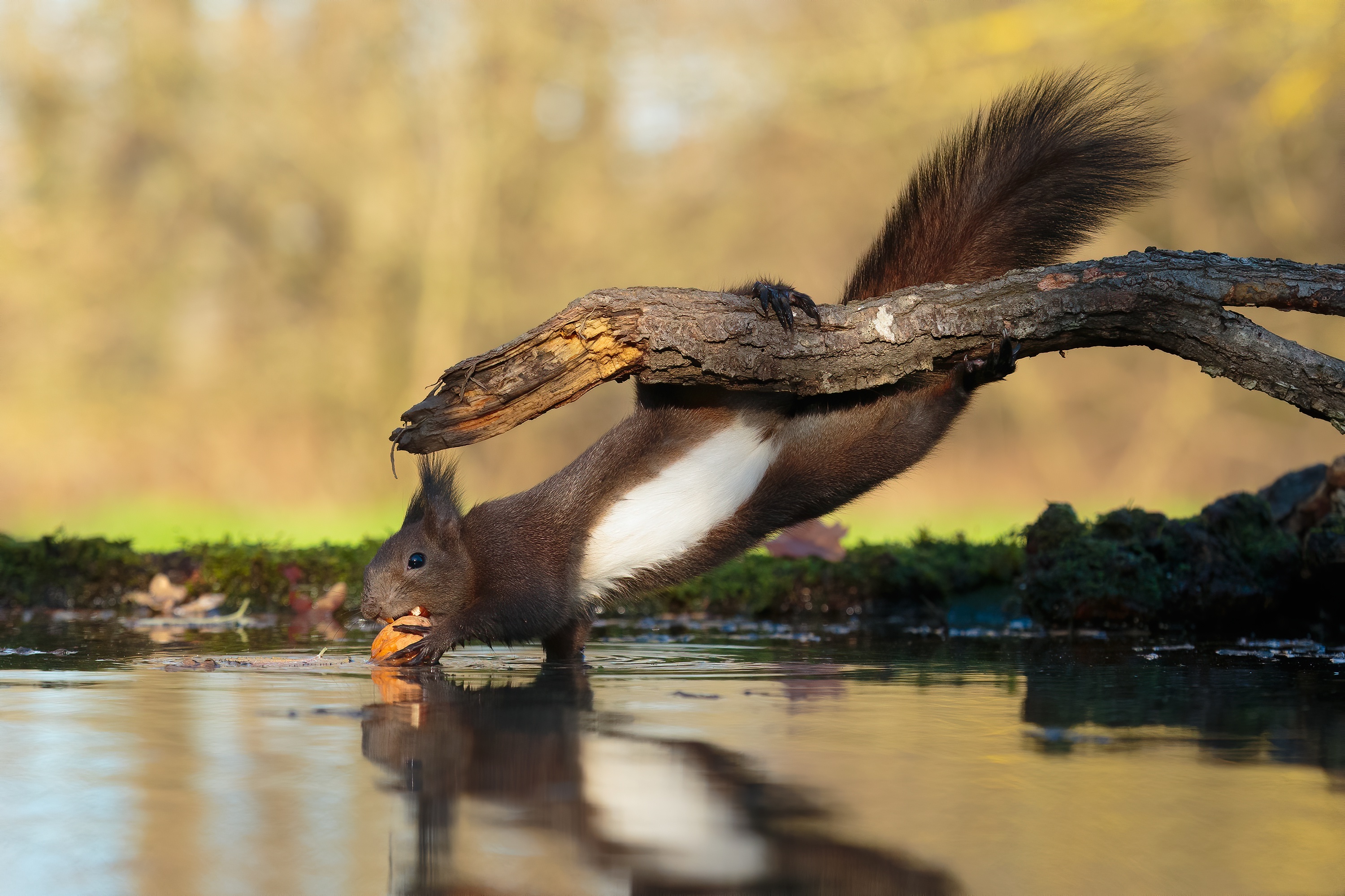 Free download wallpaper Squirrel, Water, Animal, Rodent on your PC desktop
